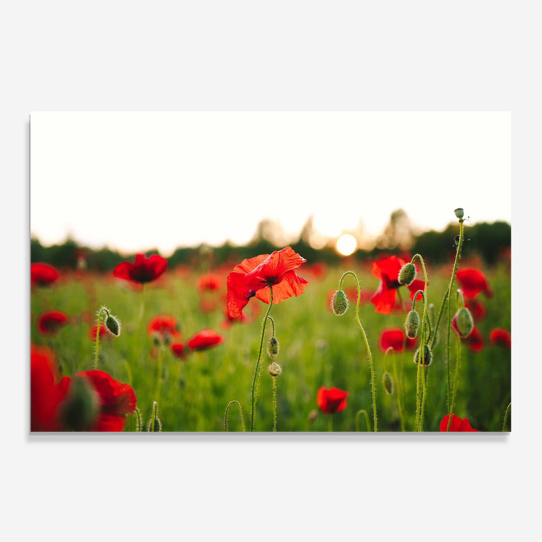Poppies Field mockup 0