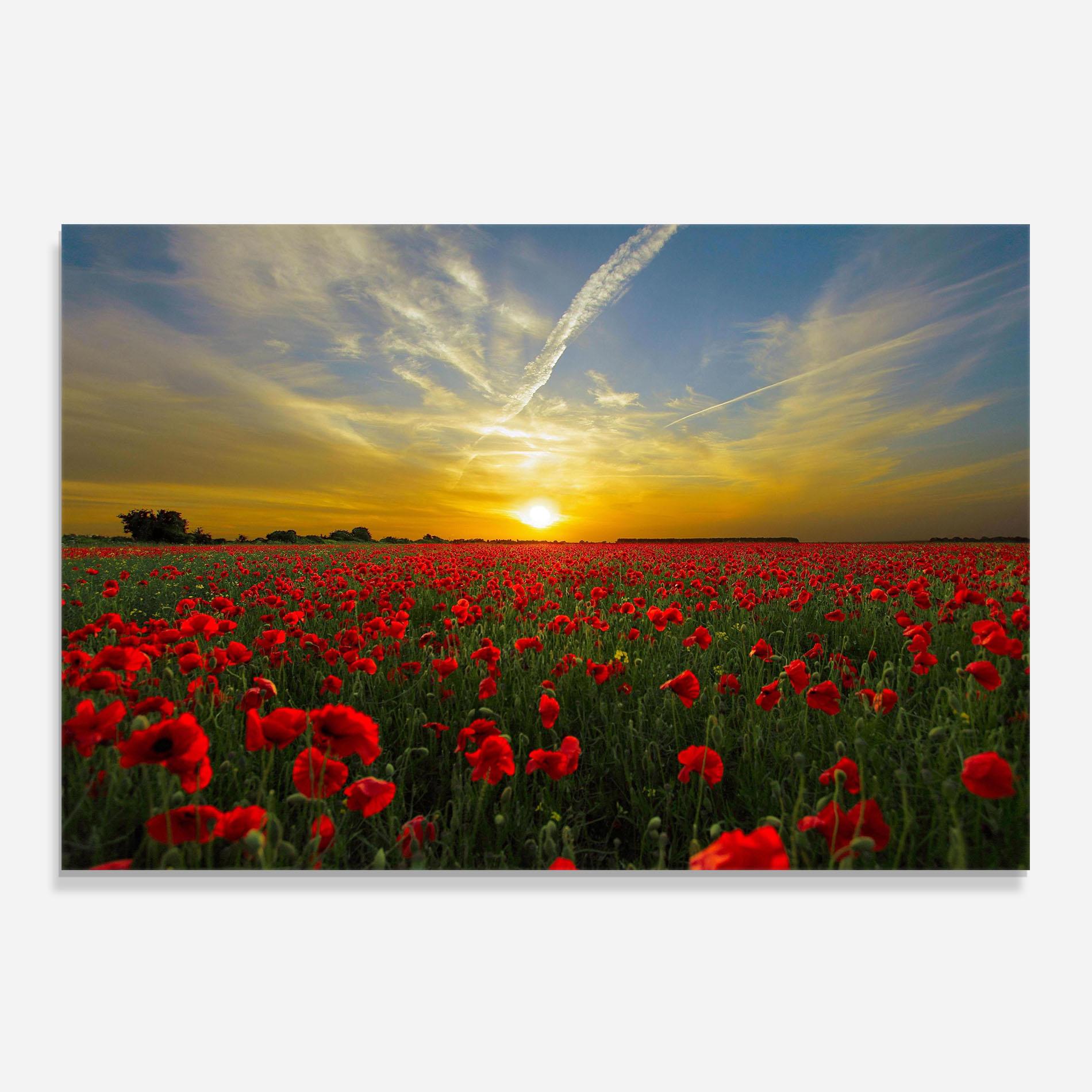 Panou Sticla Bucatarie Poppies Sunset mockup 0