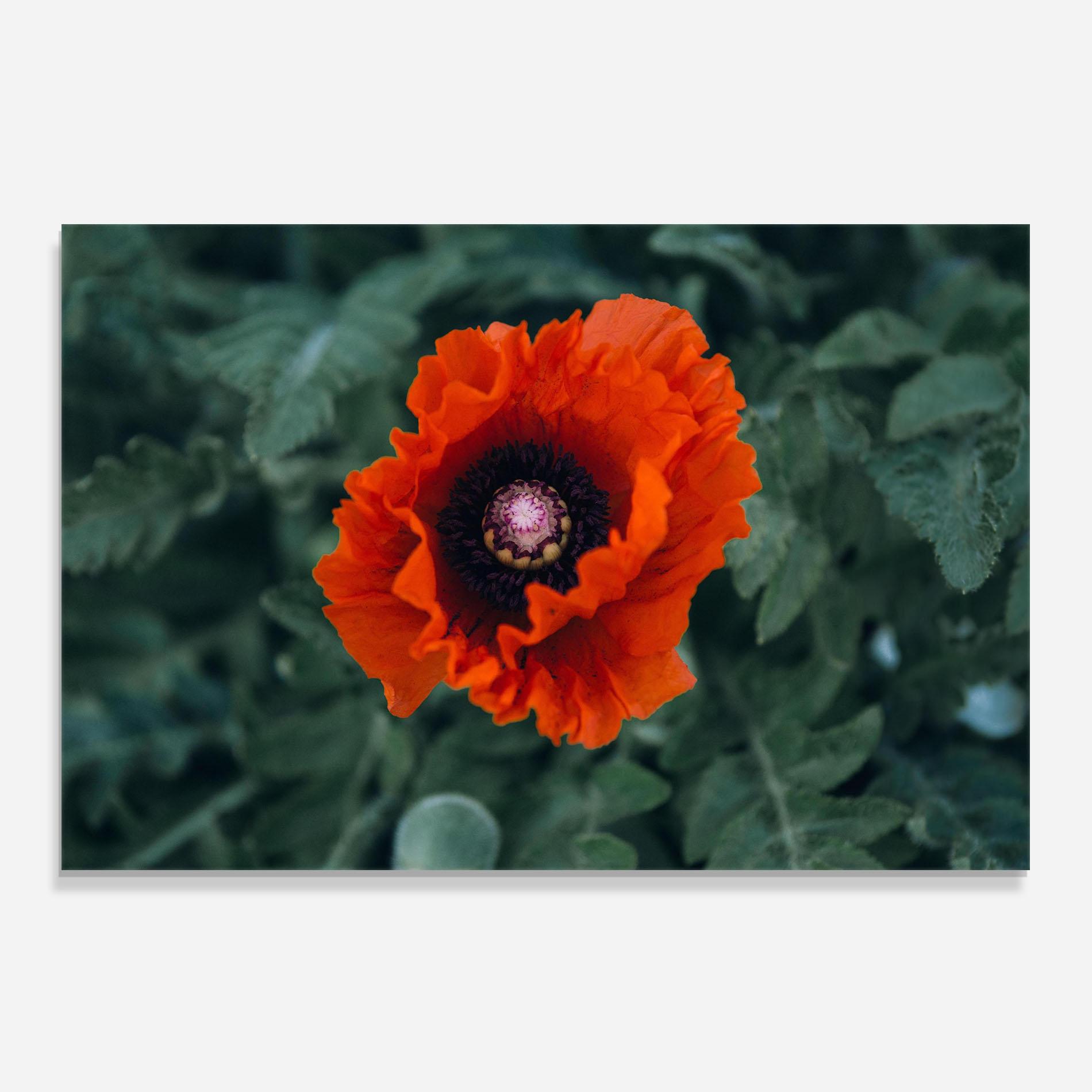Panou Sticla Bucatarie Poppy From The Garden mockup 0
