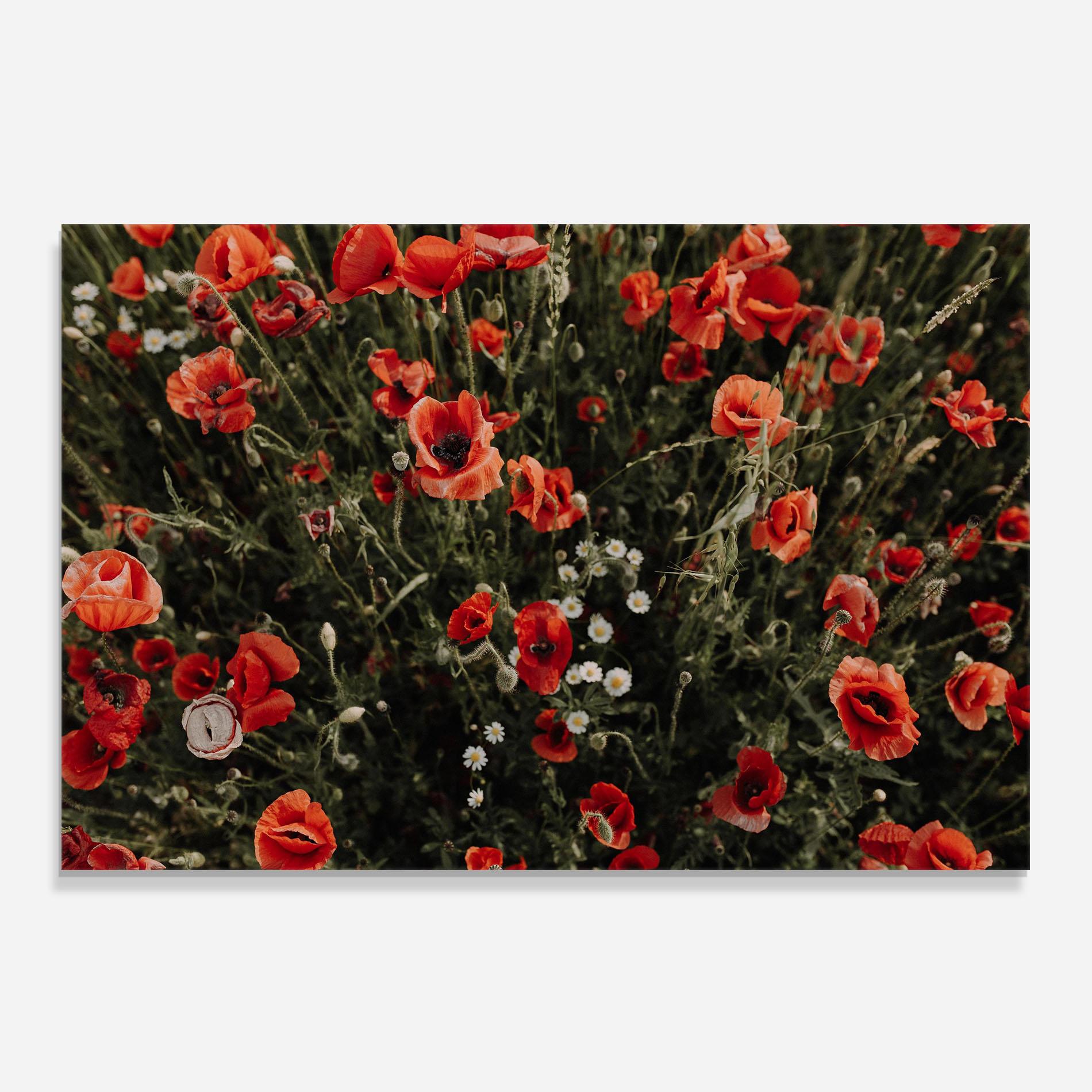 Panou Sticla Bucatarie Pretty Poppies Field mockup 0