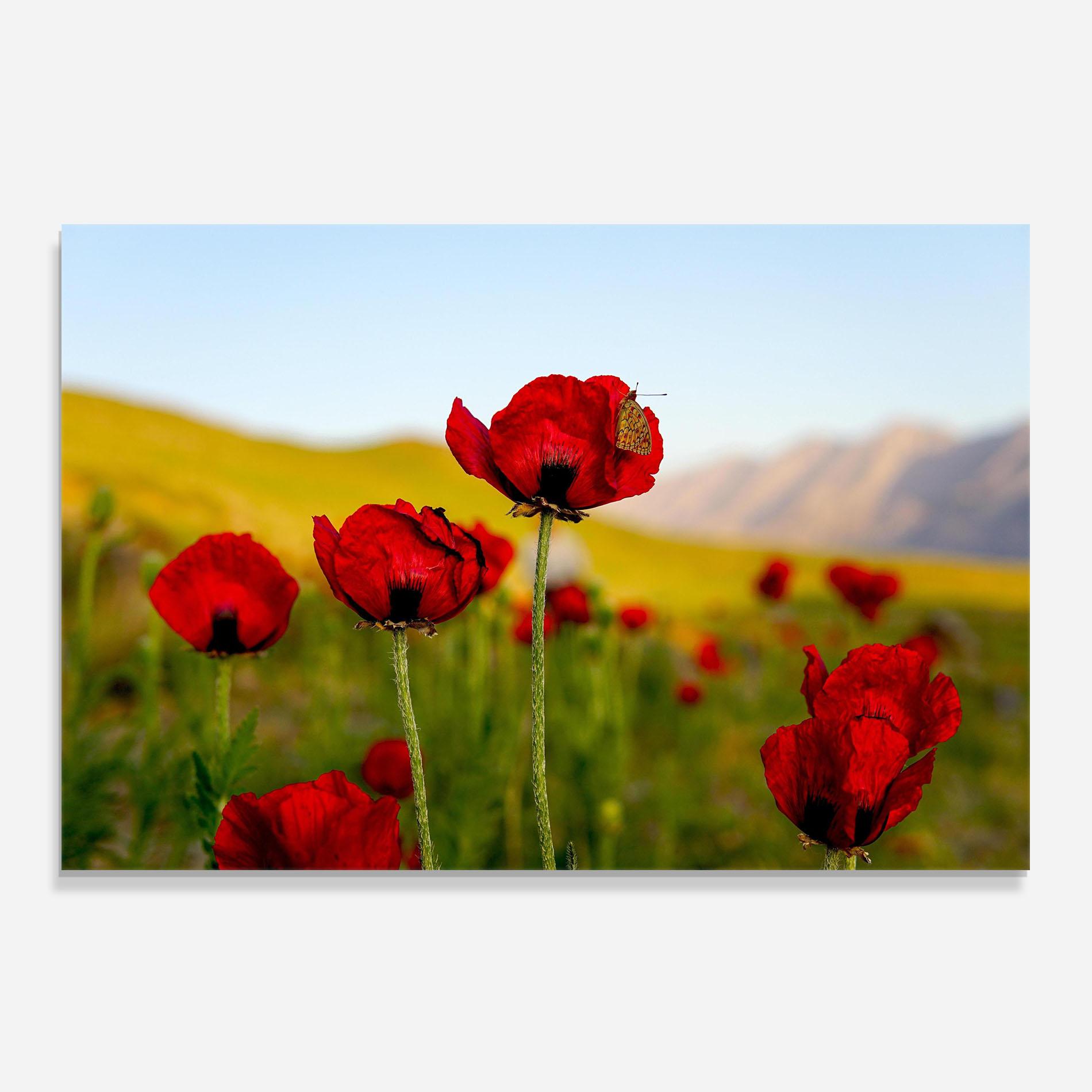 Panou Sticla Bucatarie Wild Beautiful Poppies mockup 0