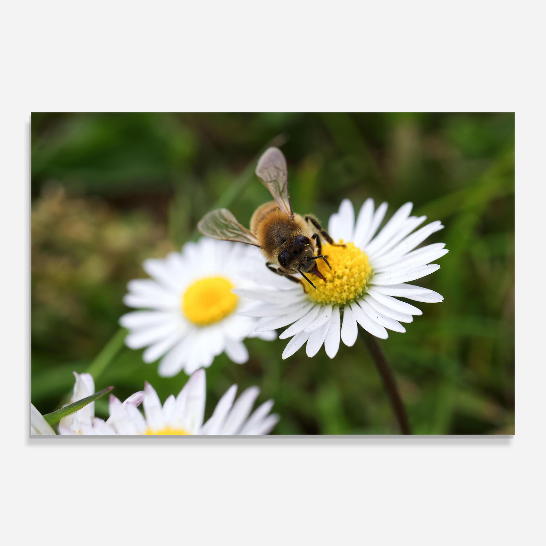 Bee On Little Daisy mockup 0