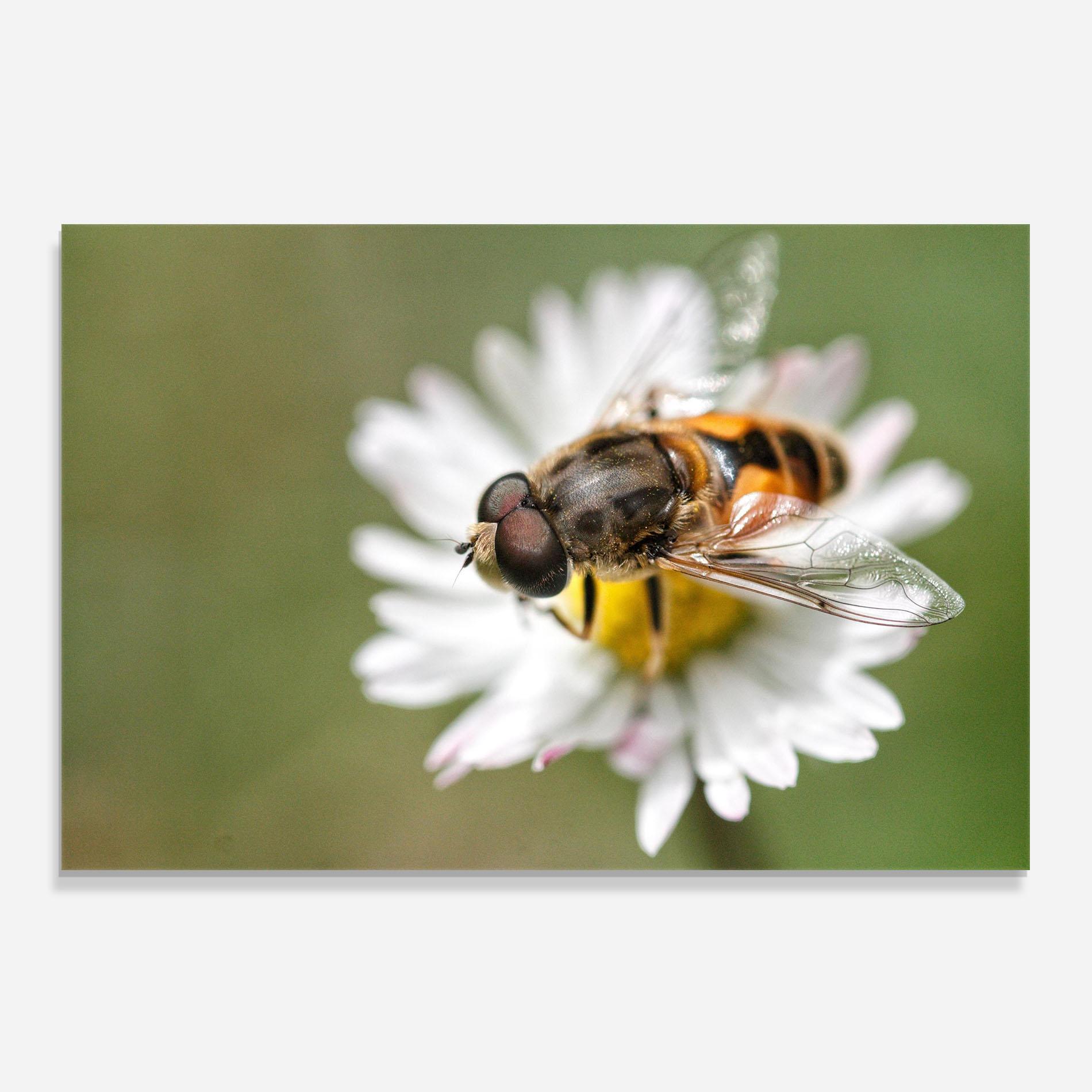 Panou Sticla Bucatarie Bee On Small Daisy mockup 0