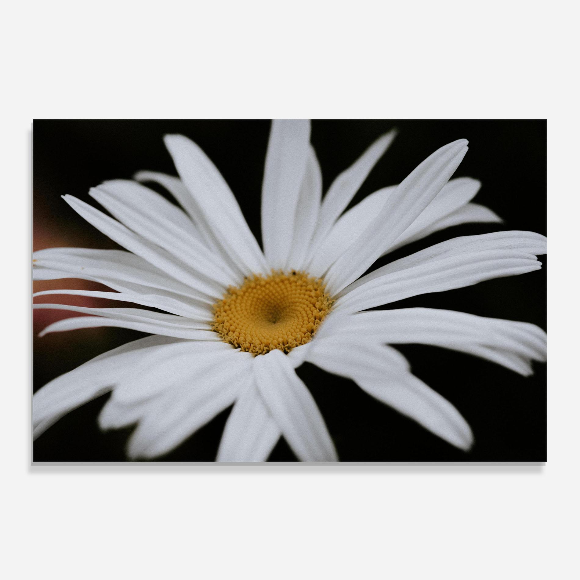 Panou Sticla Bucatarie Big Daisy mockup 0