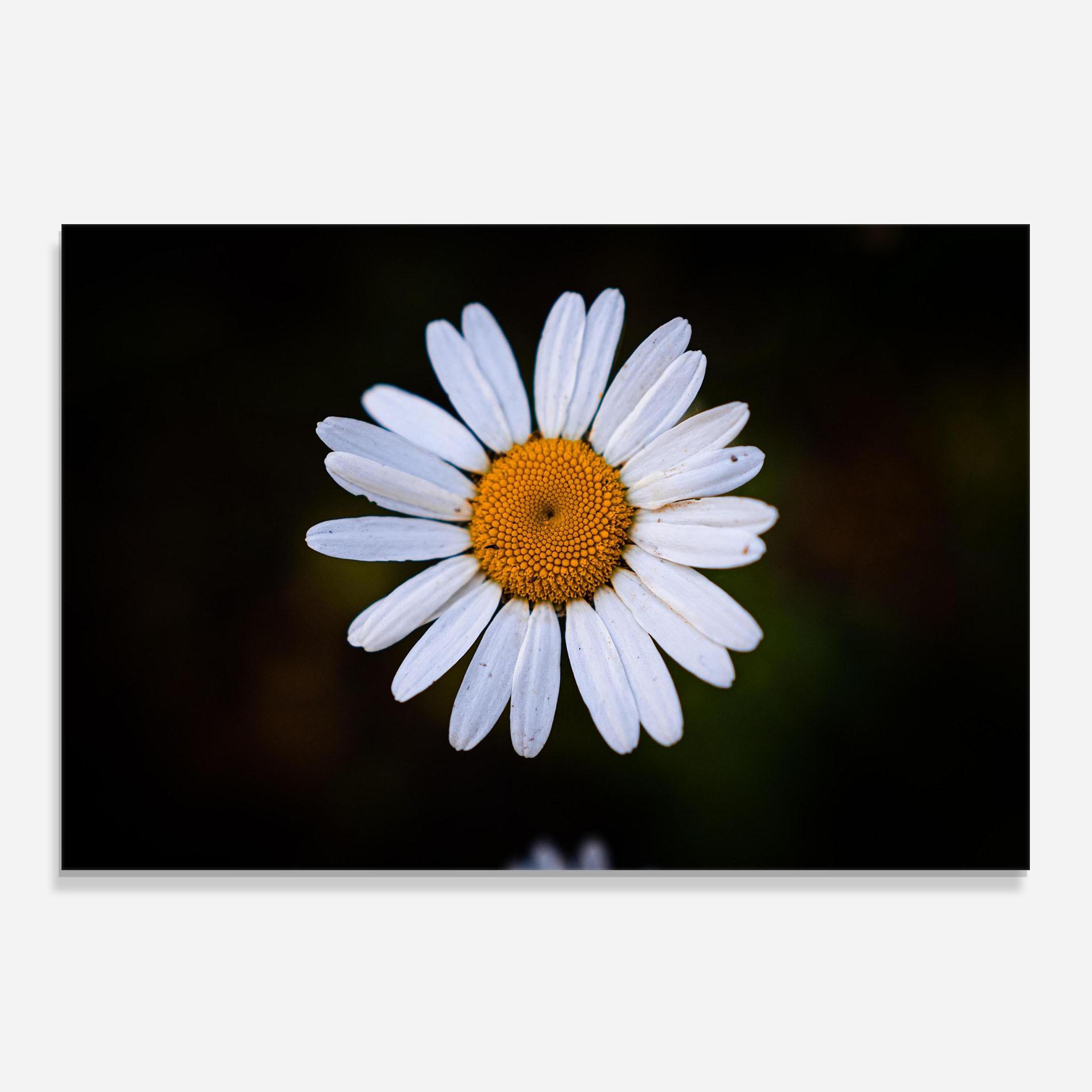 Panou Sticla Bucatarie Big Yellow Center Daisy mockup 0