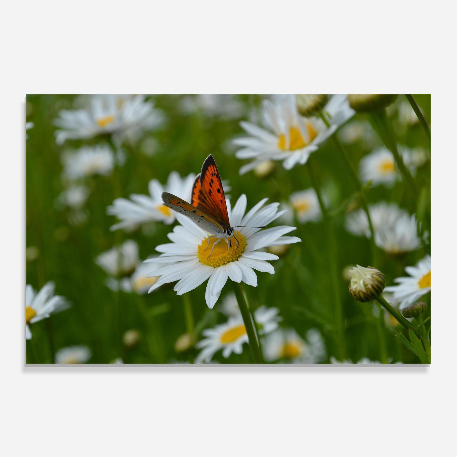 Panou Sticla Bucatarie Butterfly On Daisy mockup 0