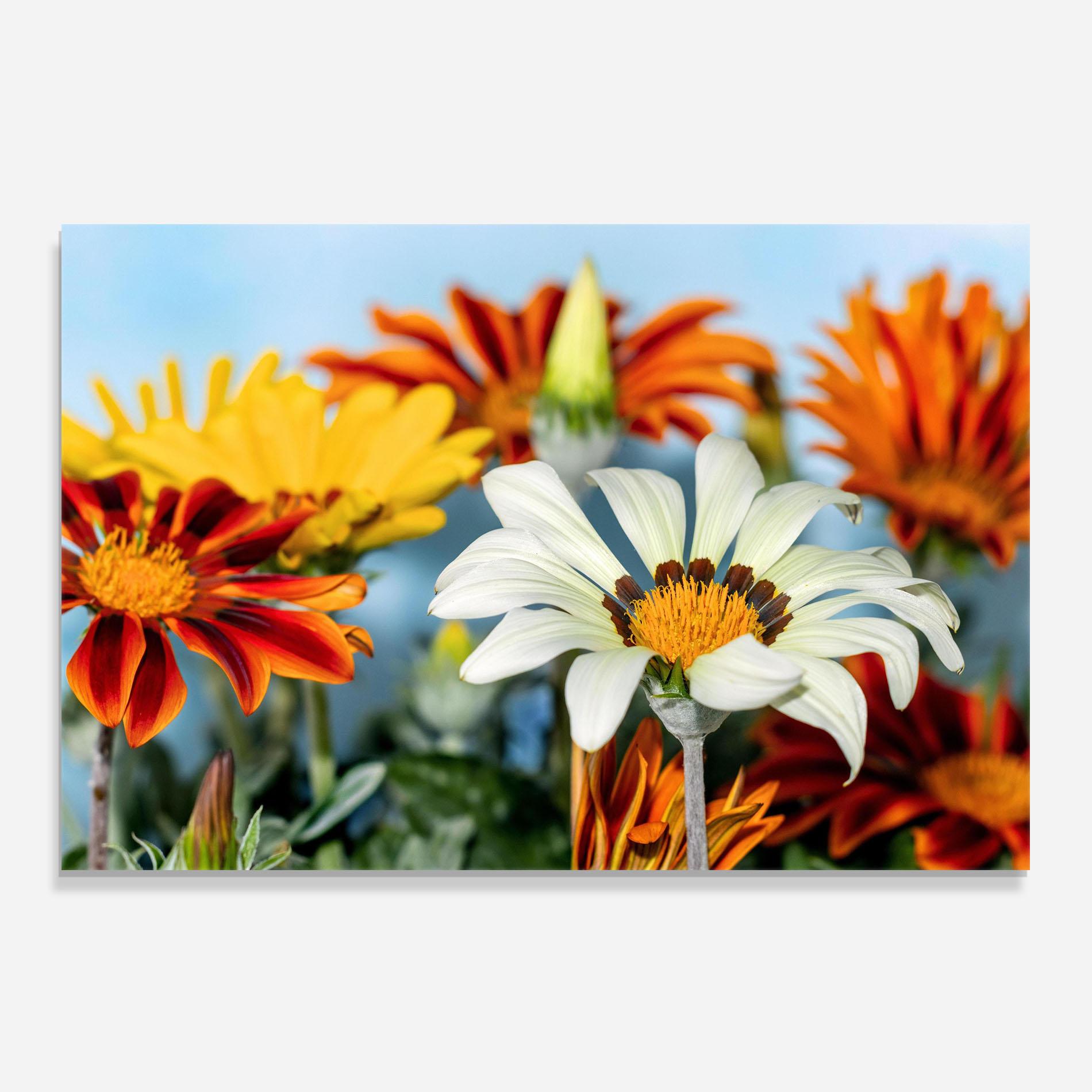 Panou Sticla Bucatarie Color Mix Daisy mockup 0