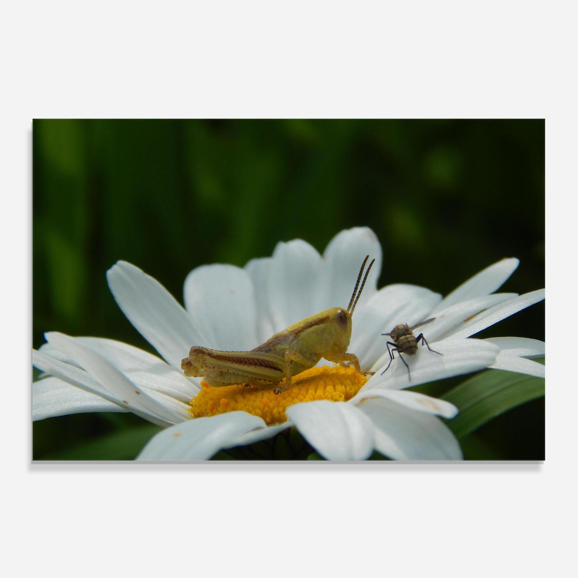 Panou Sticla Bucatarie Cricket On Daisy mockup 0