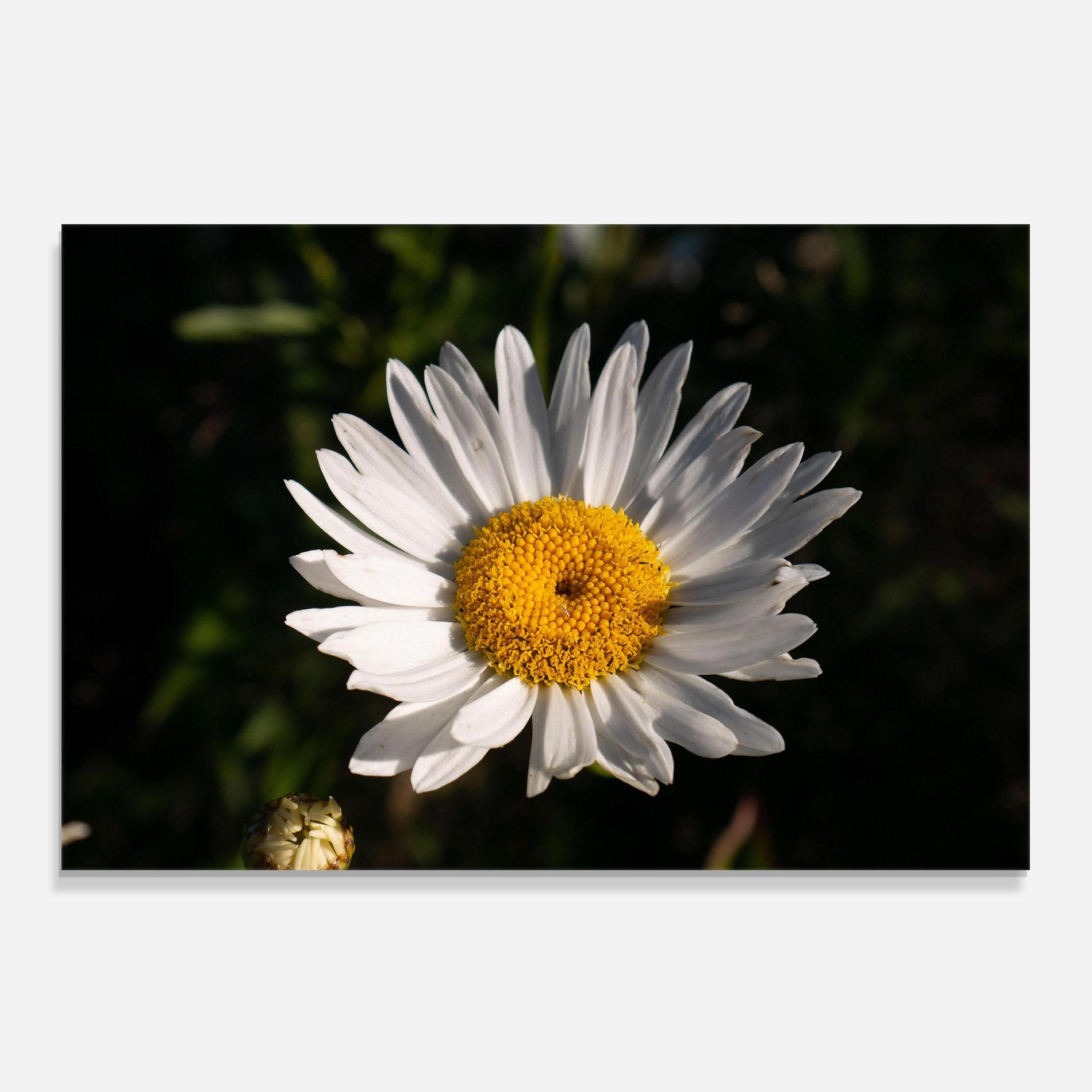 Panou Sticla Bucatarie Daisy Enjoying The Sun mockup 0