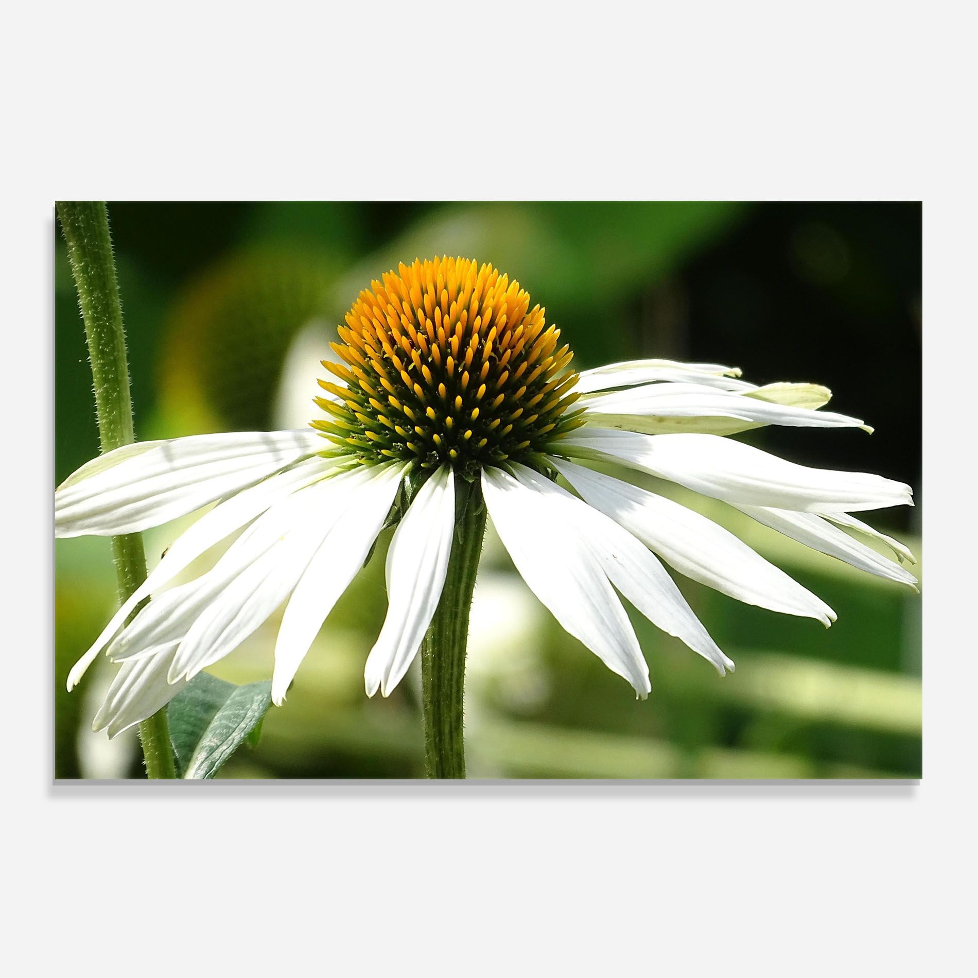 Green Daisy mockup 0