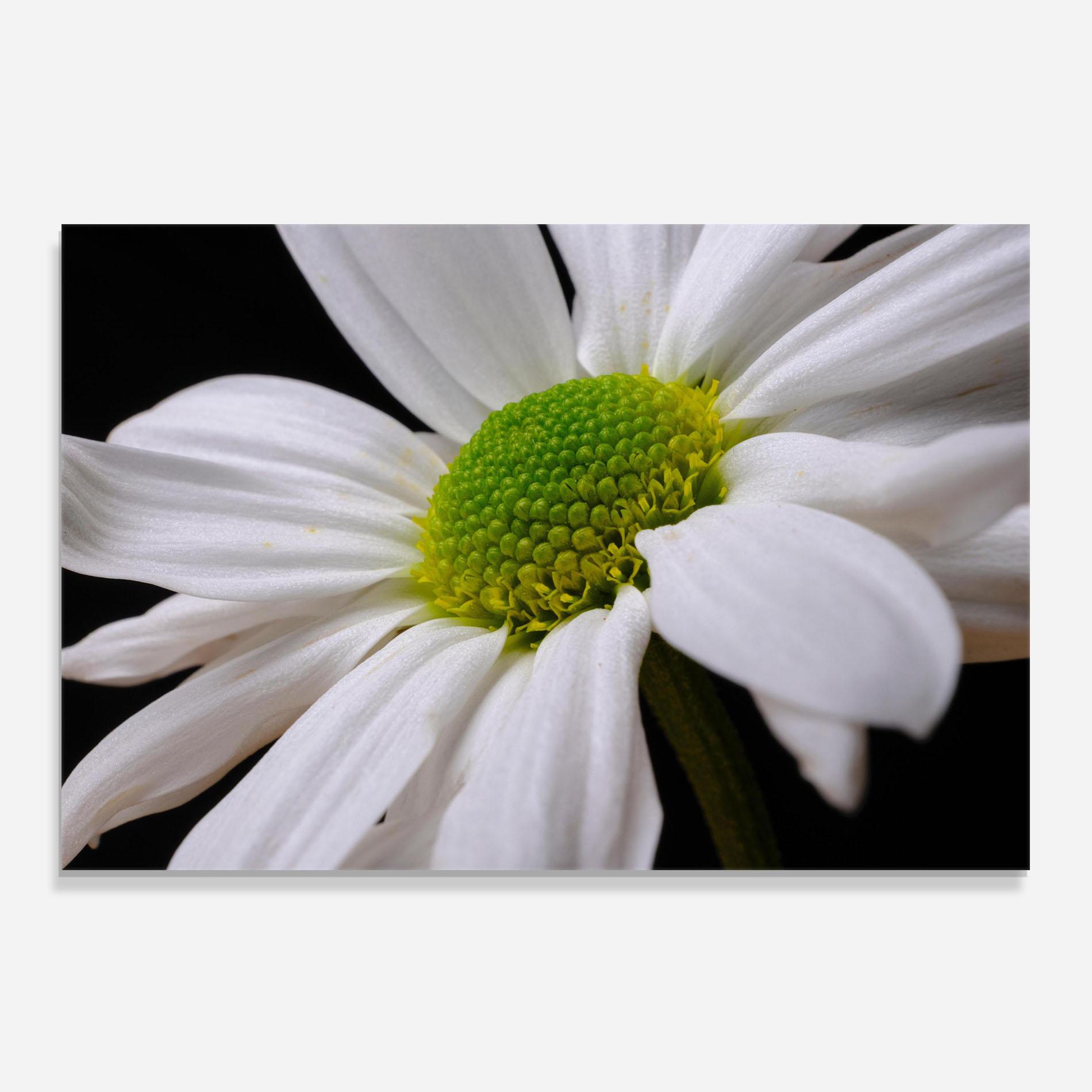 Panou Sticla Bucatarie Green Middle Daisy mockup 0