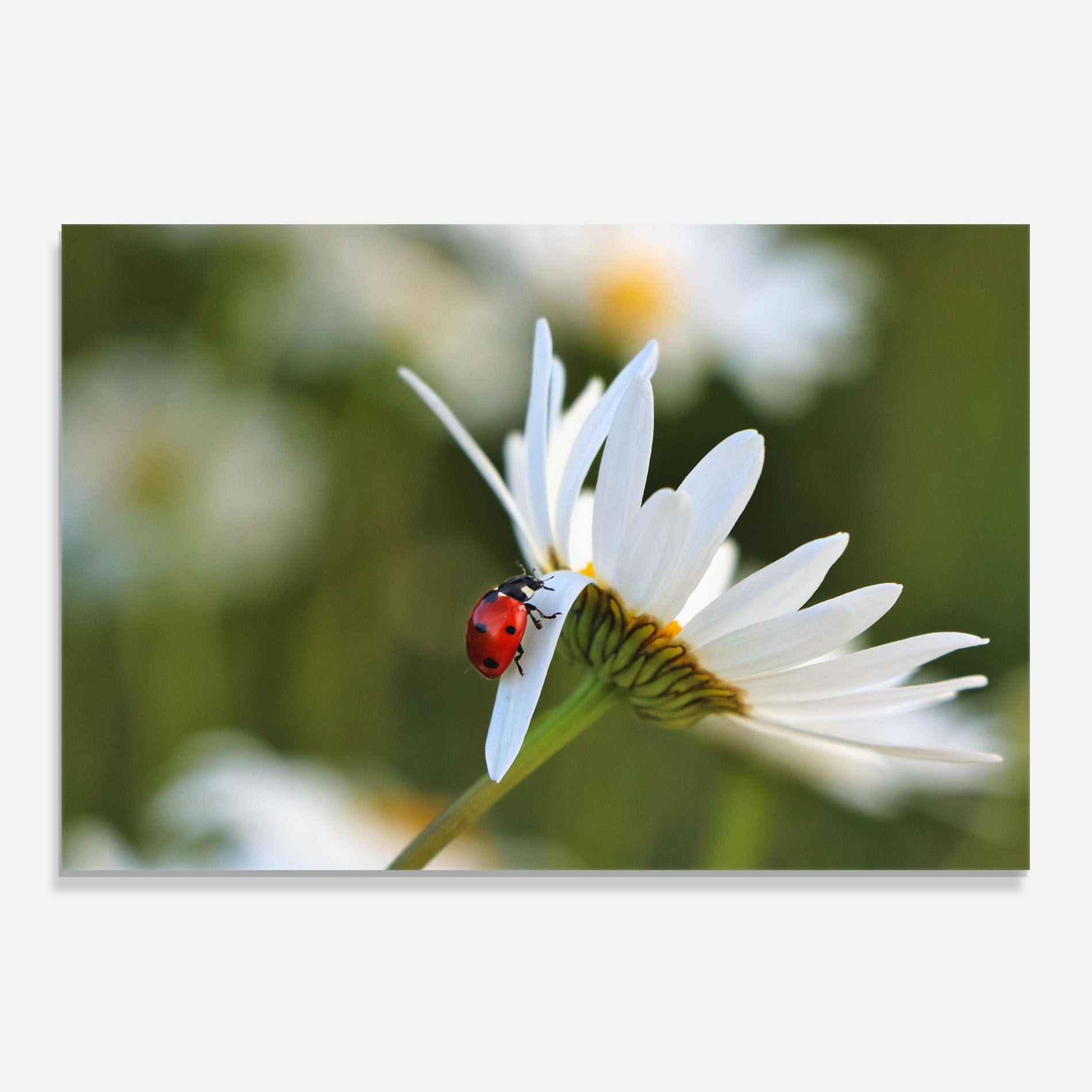 Ladybug On Daisy Petal mockup 0