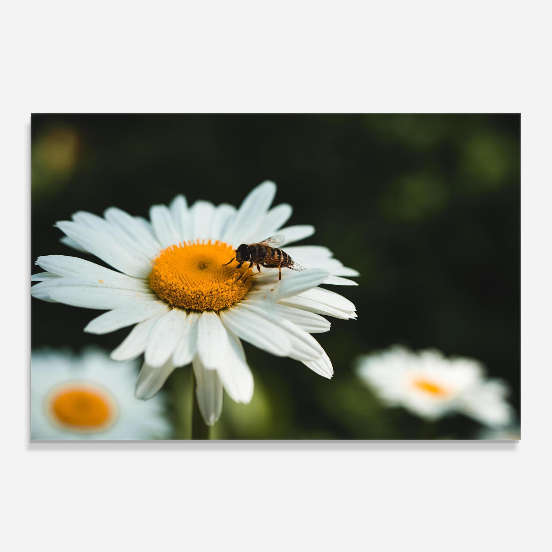 Panou Sticla Bucatarie Pollen From Daisy mockup 0