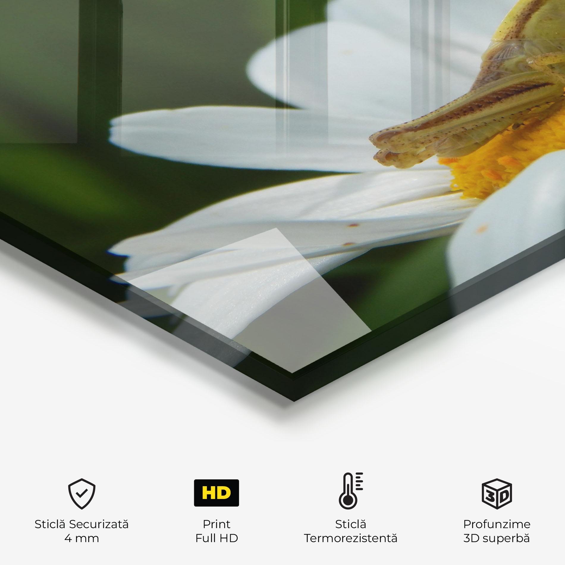 Panou Sticla Bucatarie Cricket On Daisy mockup 2