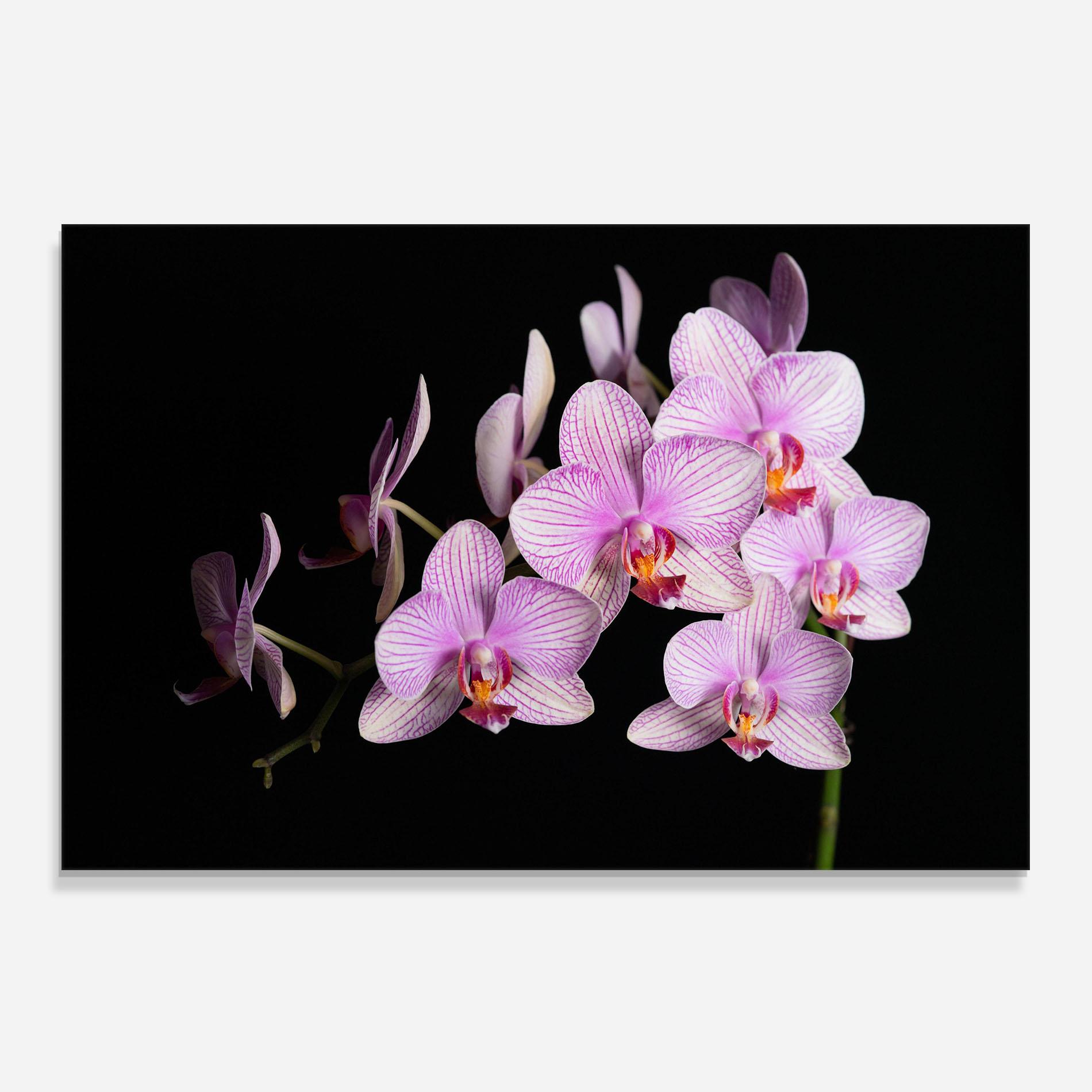 Panou Sticla Bucatarie Beautiful Orchids On Black mockup 0