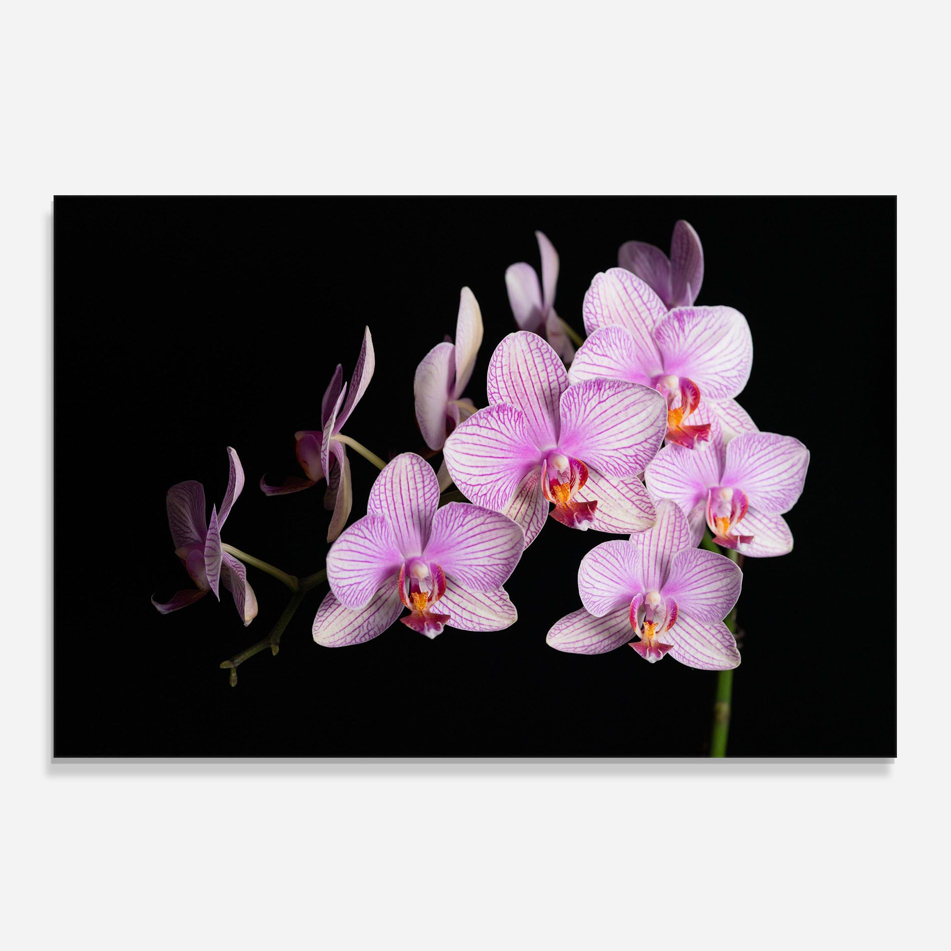 Beautiful Orchids On Black mockup 0
