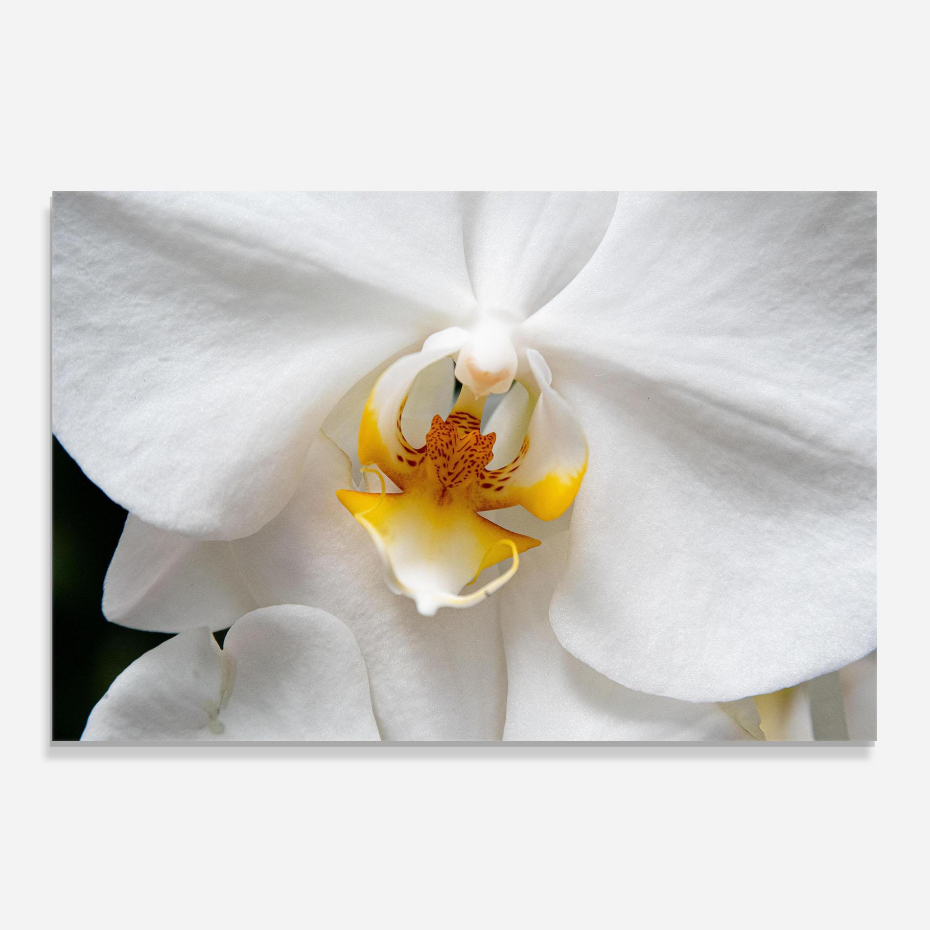 Panou Sticla Bucatarie Big Orchid Close Up mockup 0