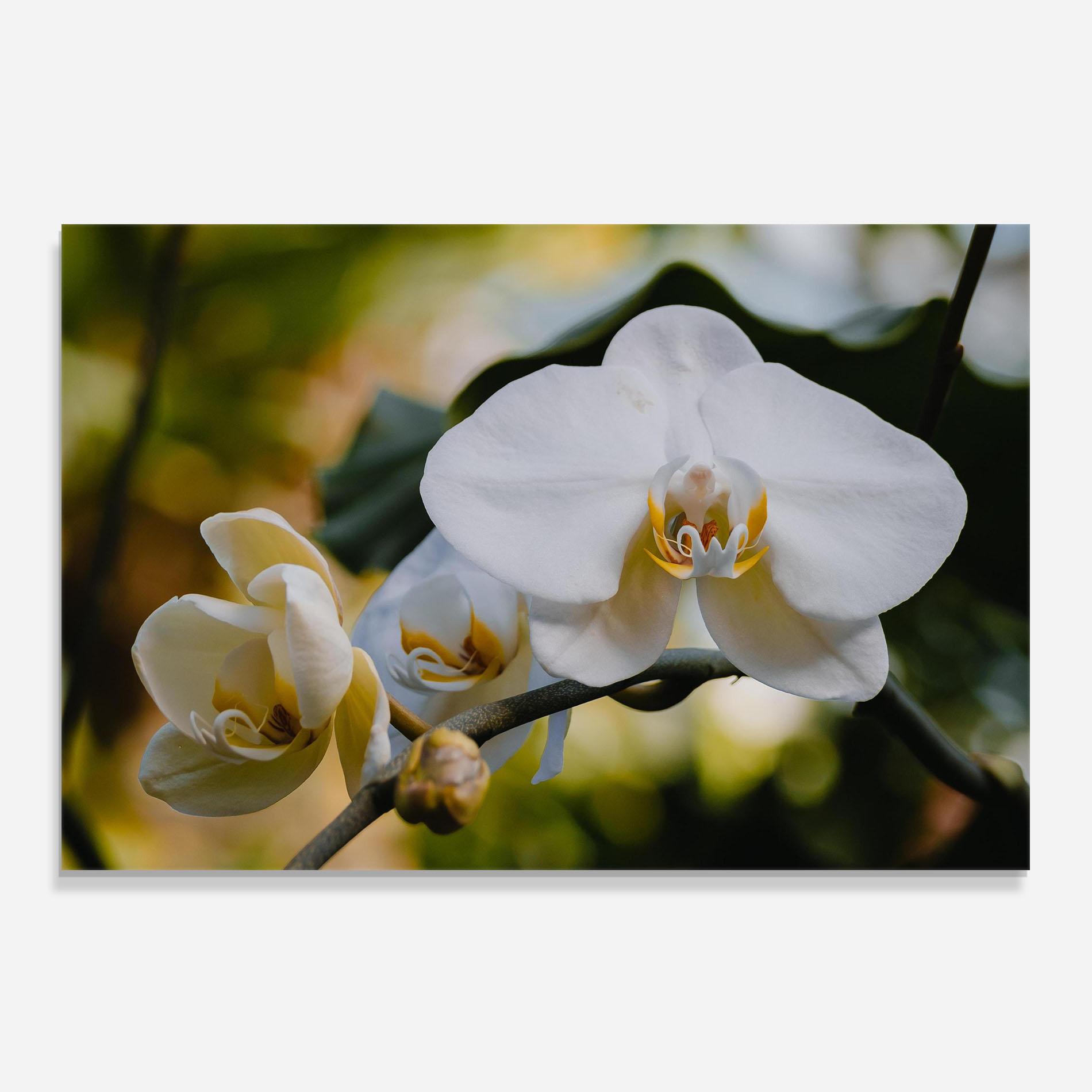 Panou Sticla Bucatarie Cream Orchid In Nature mockup 0