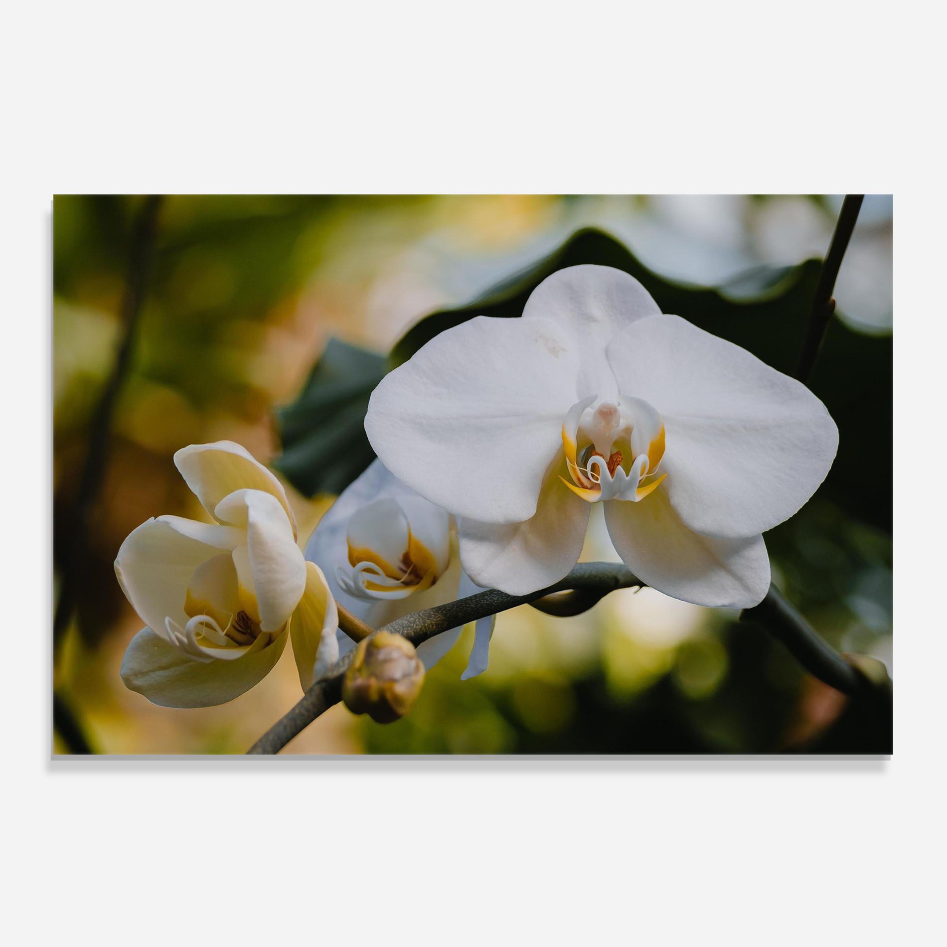 Cream Orchid In Nature mockup 0