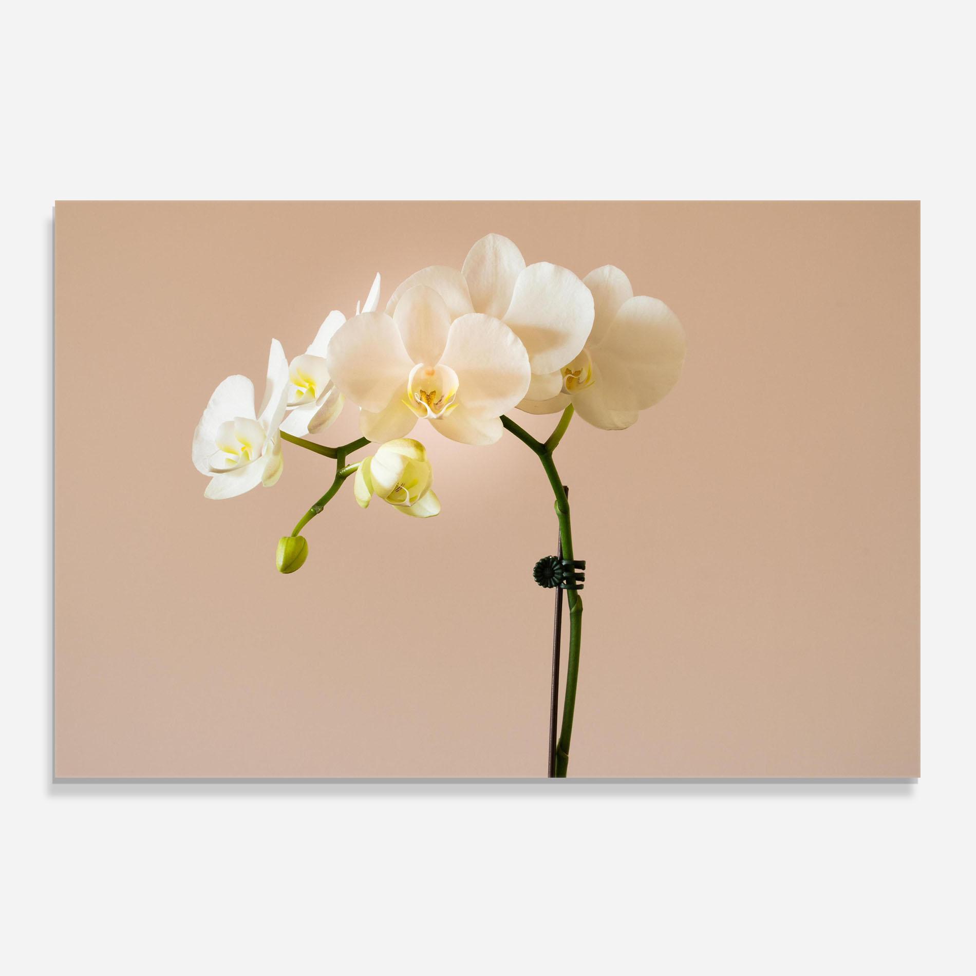 Panou Sticla Bucatarie Cream Orchid On Pink mockup 0