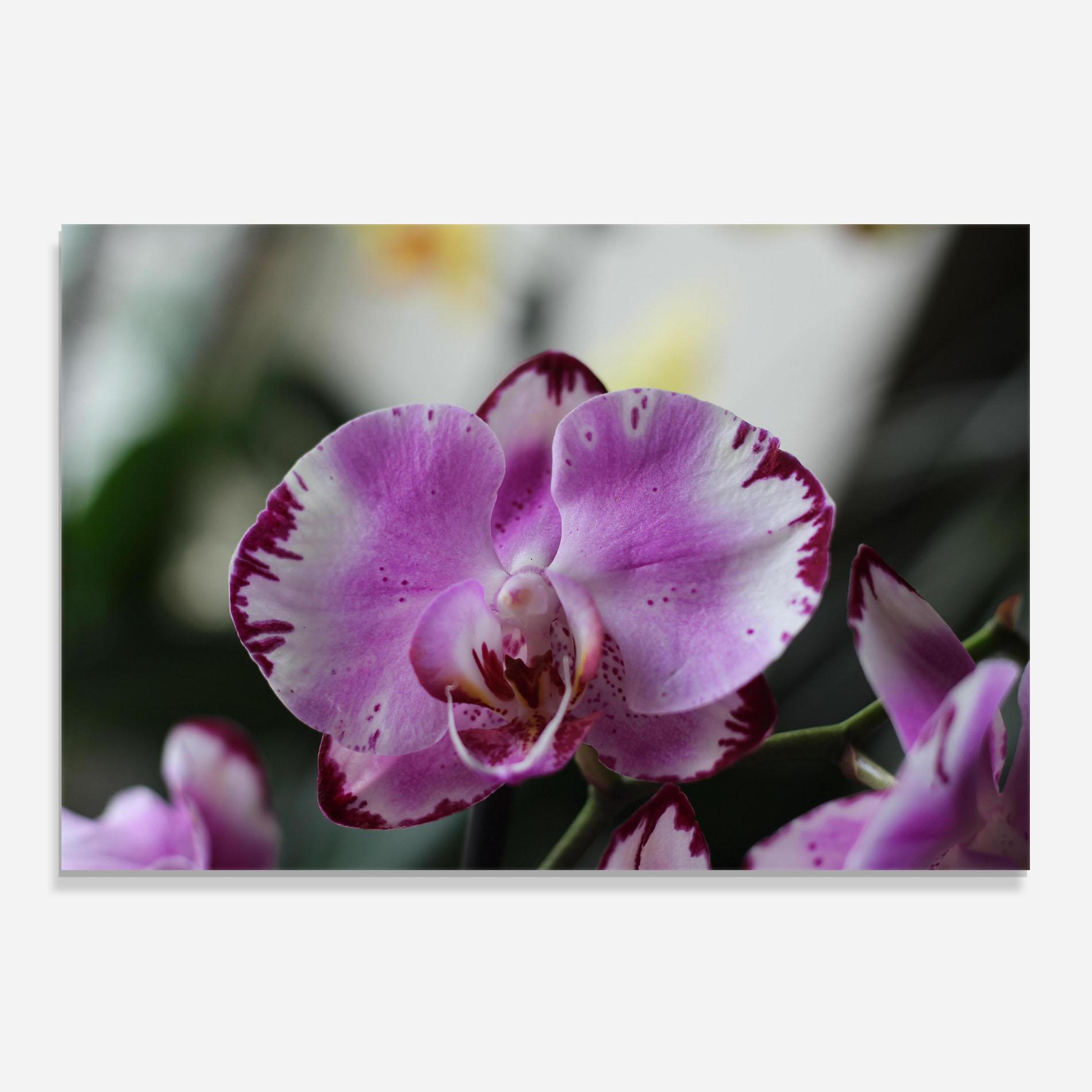 Panou Sticla Bucatarie Dark Purple Orchids In Nature mockup 0