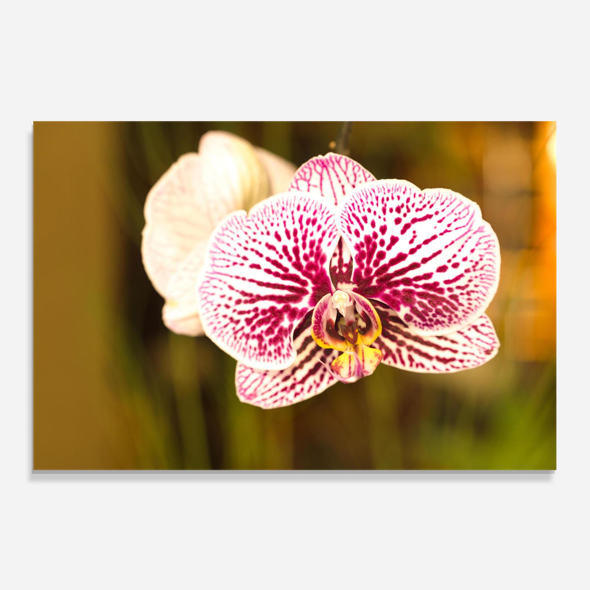Panou Sticla Bucatarie Garden Orchids mockup 0