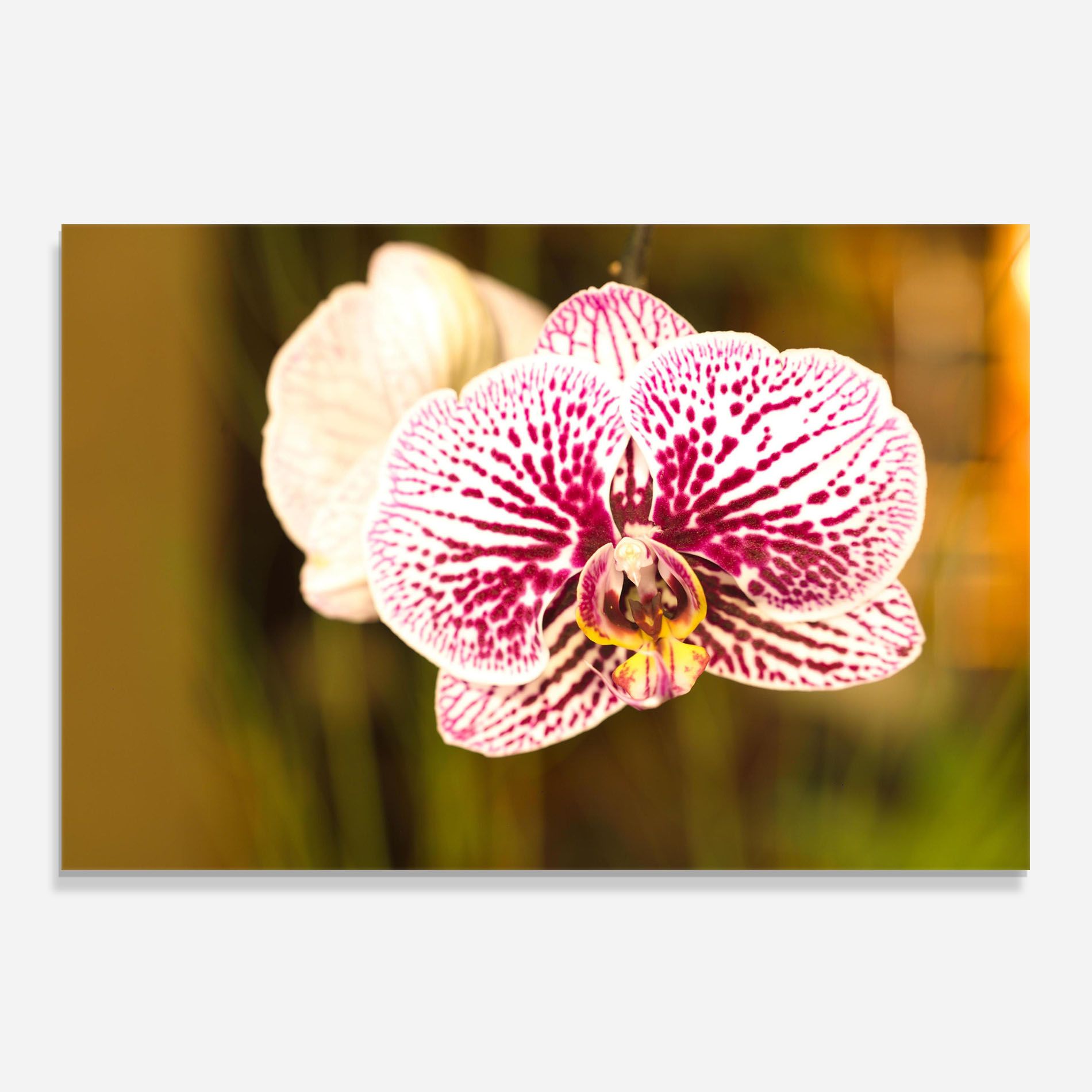 Garden Orchids mockup 0