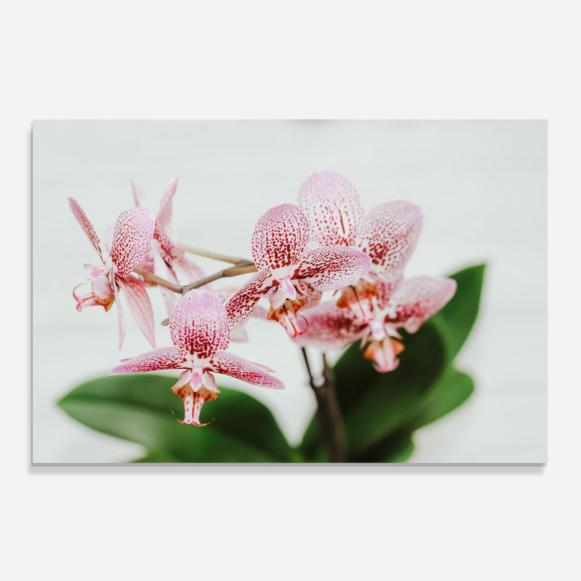 Panou Sticla Bucatarie Green Orchids mockup 0