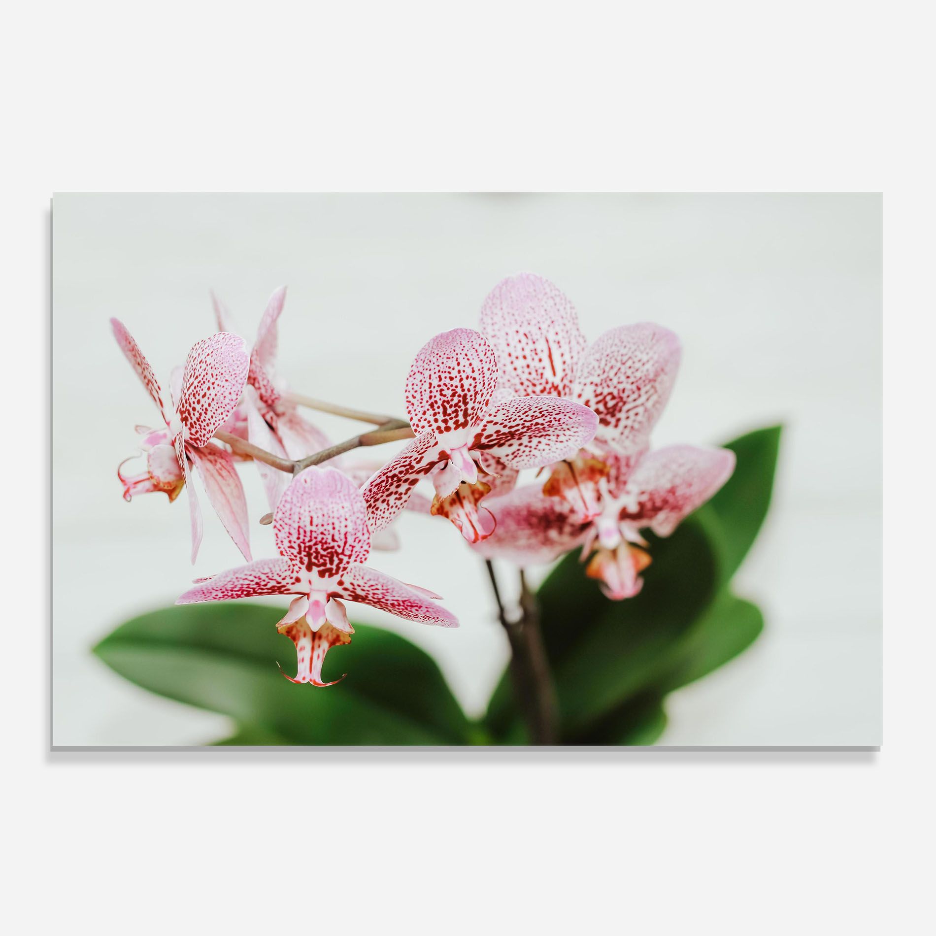 Green Orchids mockup 0