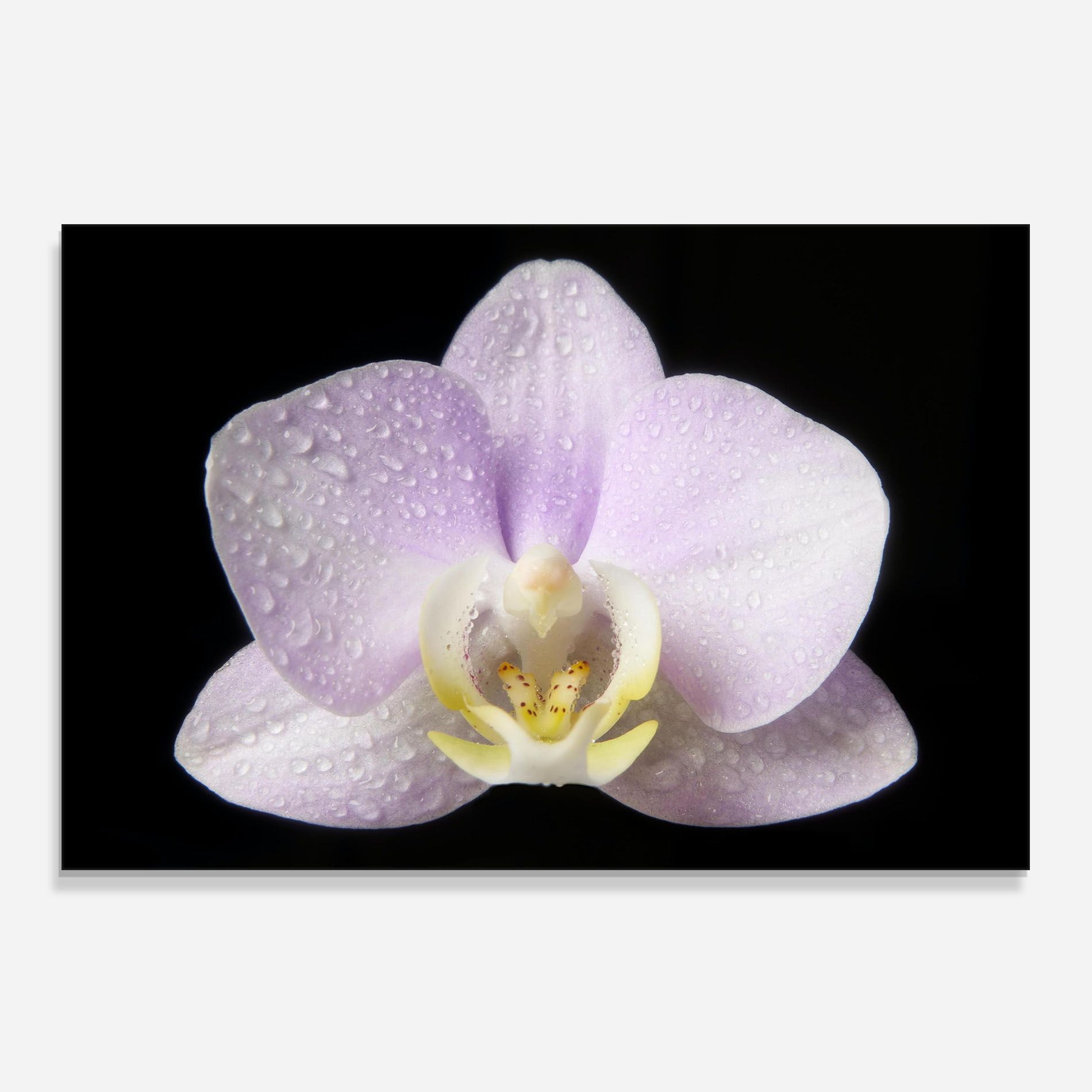 Light Purple Orchid After Rain mockup 0