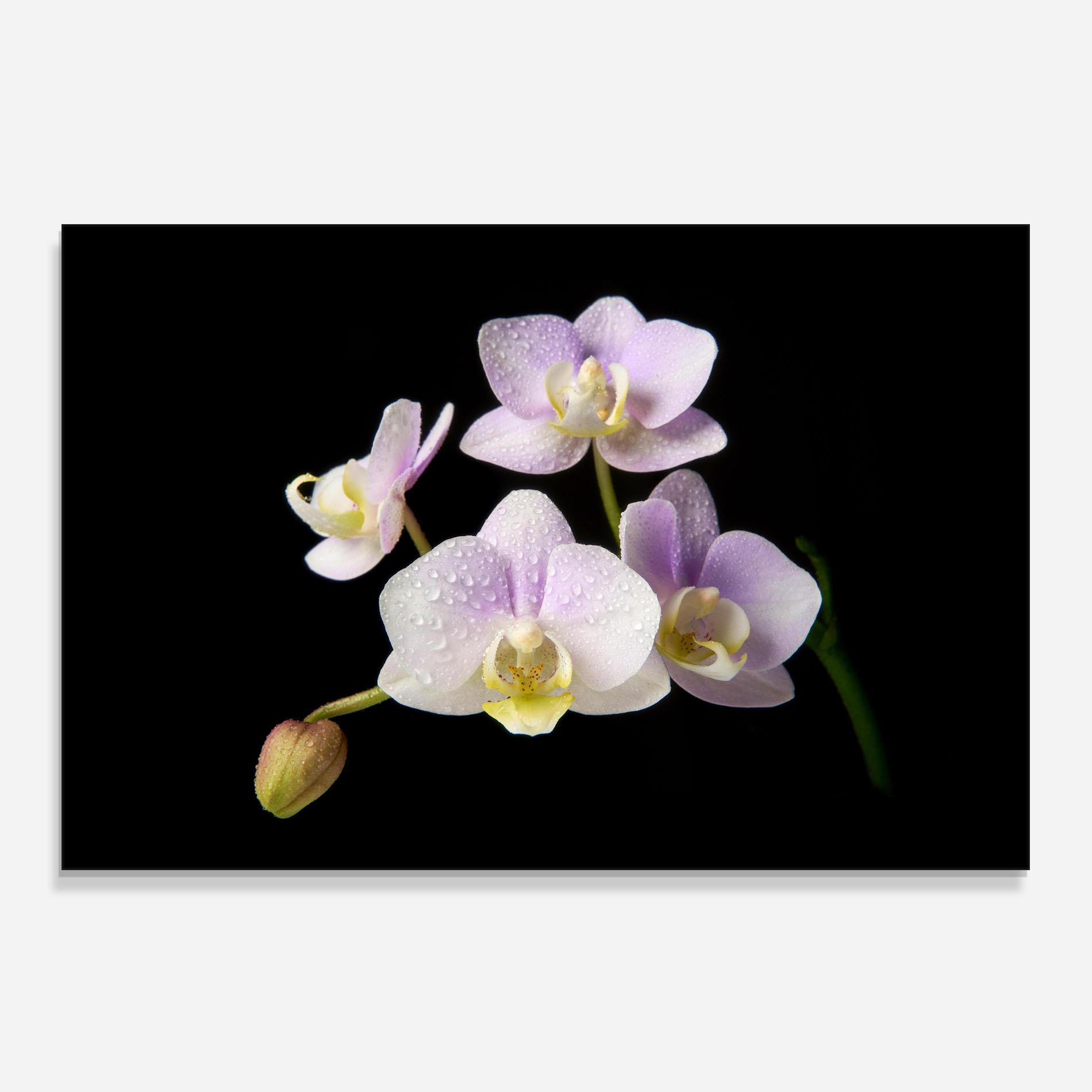 Panou Sticla Bucatarie Light Purple Orchid On Black mockup 0