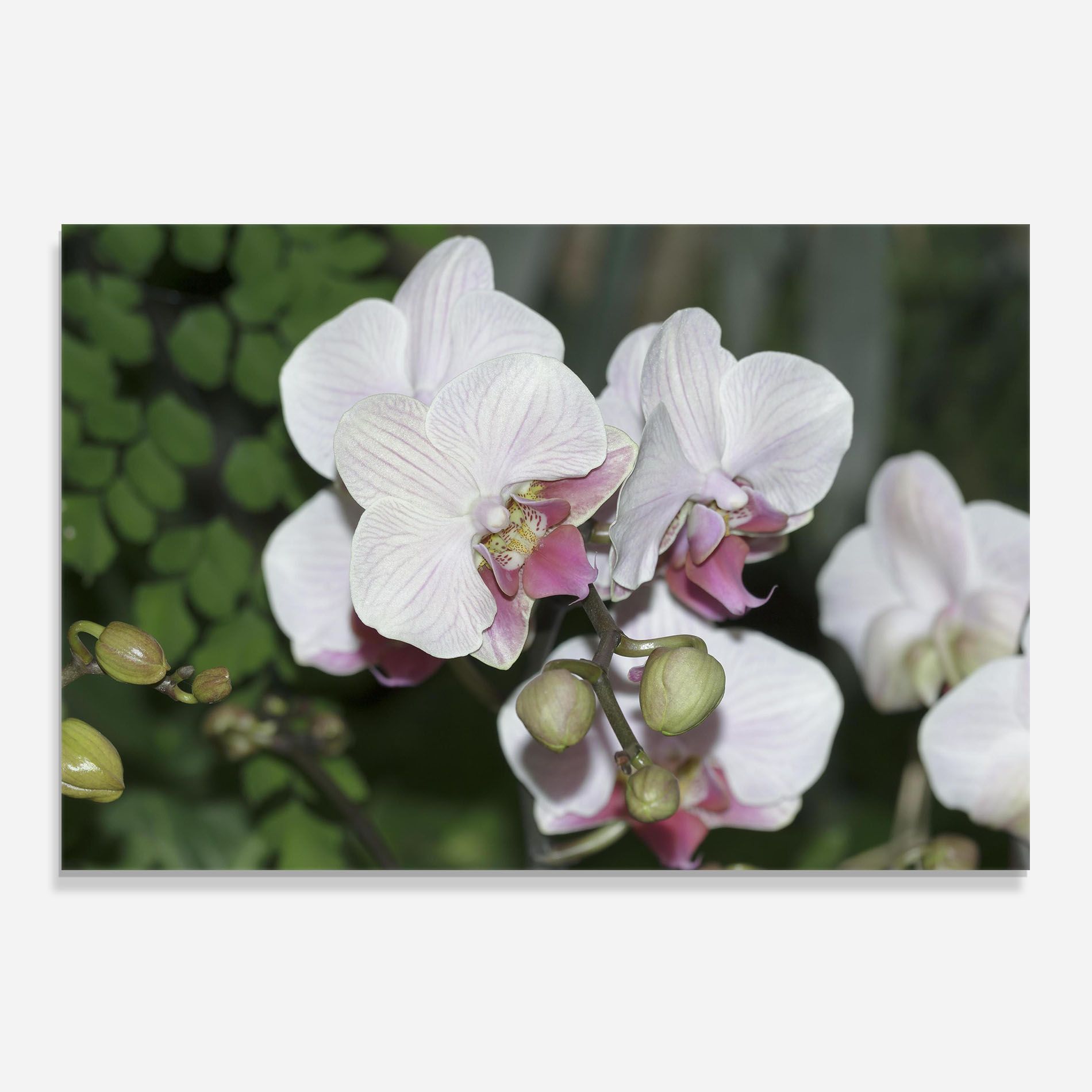 Orchid Botanical Garden mockup 0