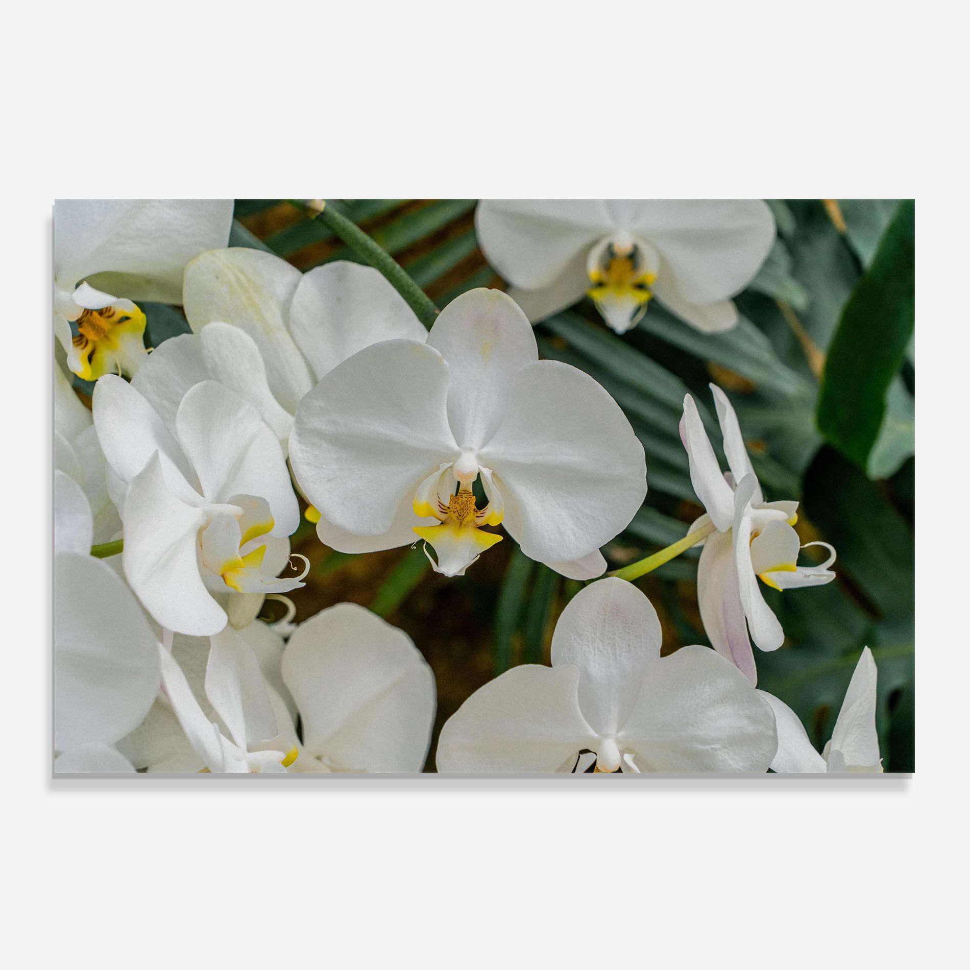 Orchids In Nature mockup 0