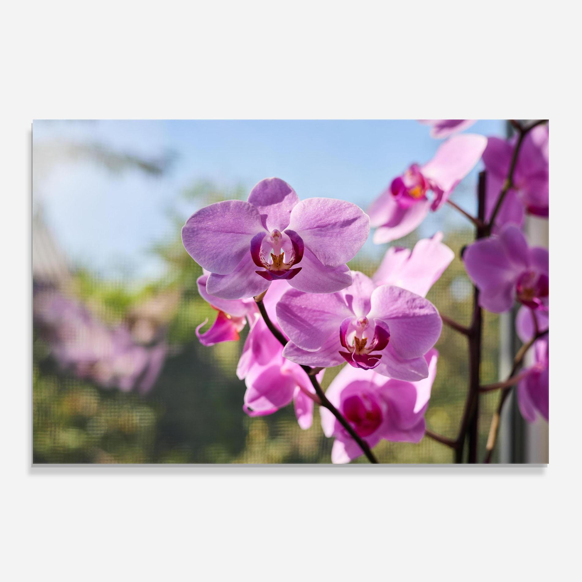 Panou Sticla Bucatarie Orchids In The Garden mockup 0