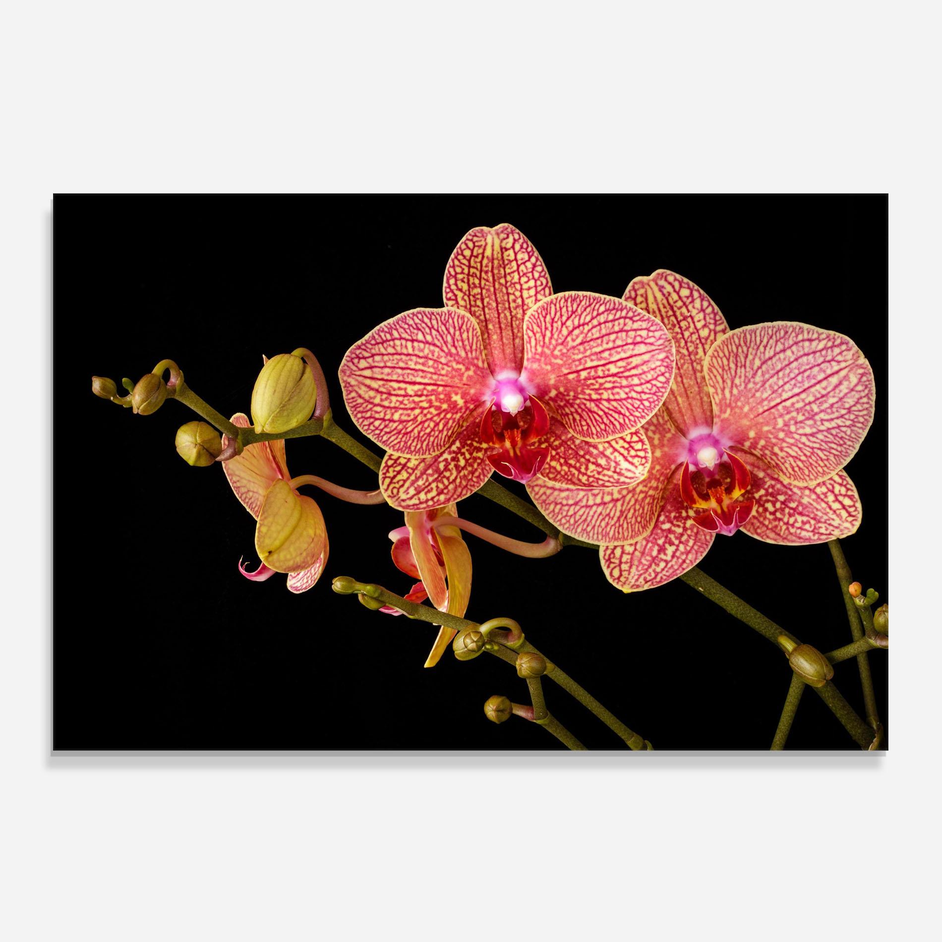 Panou Sticla Bucatarie Pink Orchids On Black mockup 0