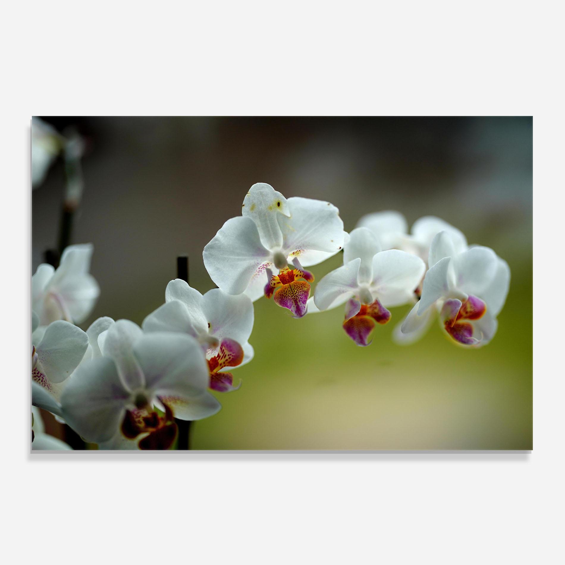Panou Sticla Bucatarie Pretty Orchid In Nature mockup 0