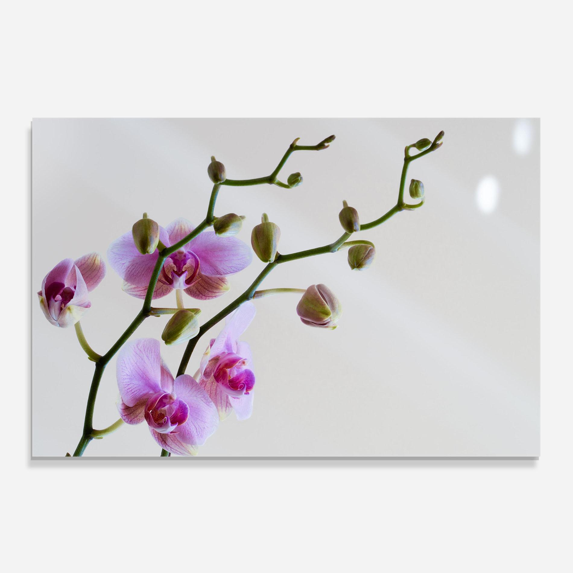 Panou Sticla Bucatarie Purple Orchid On Grey mockup 0