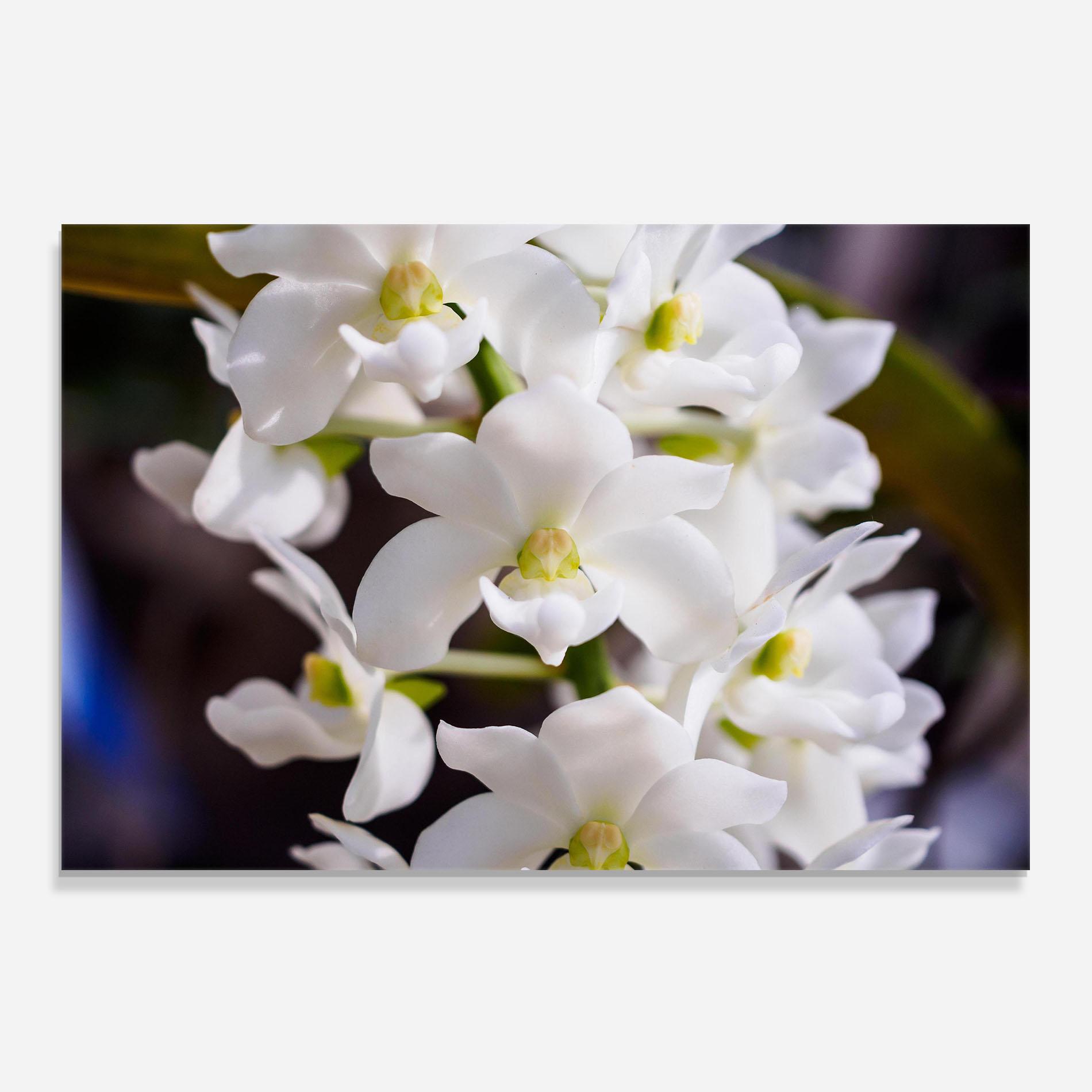 Panou Sticla Bucatarie Small White Orchids mockup 0