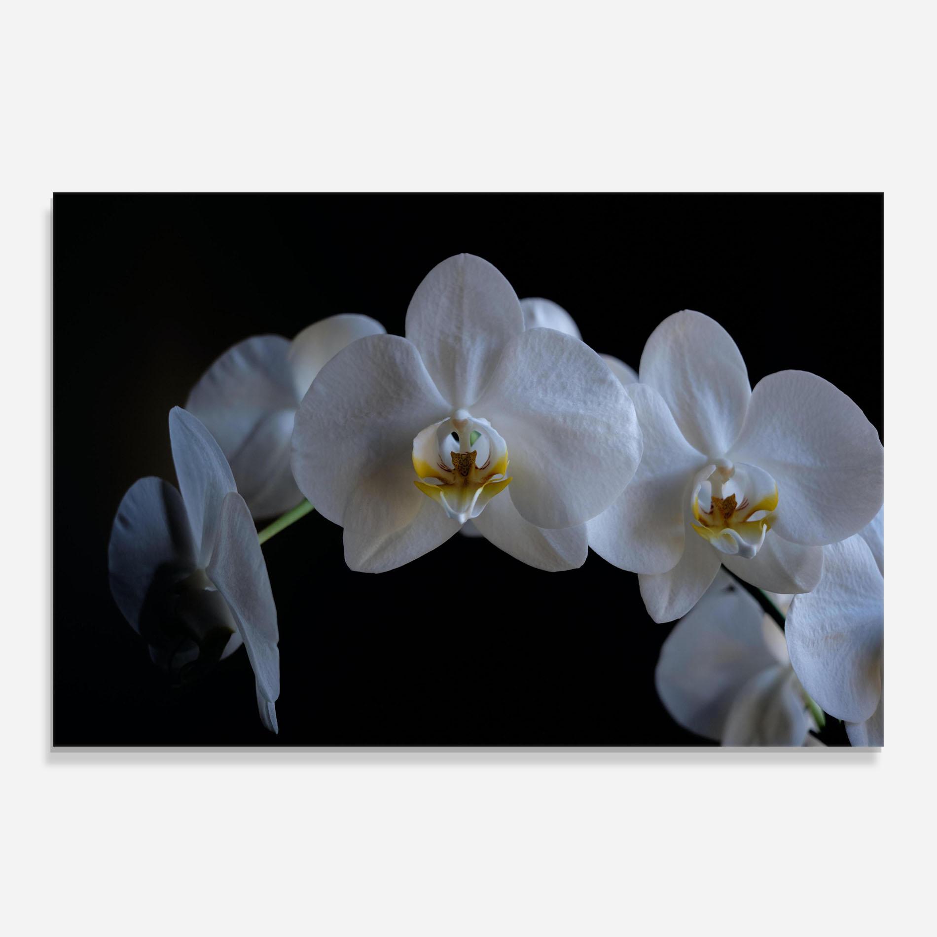 Panou Sticla Bucatarie White Ochid In Shadow mockup 0