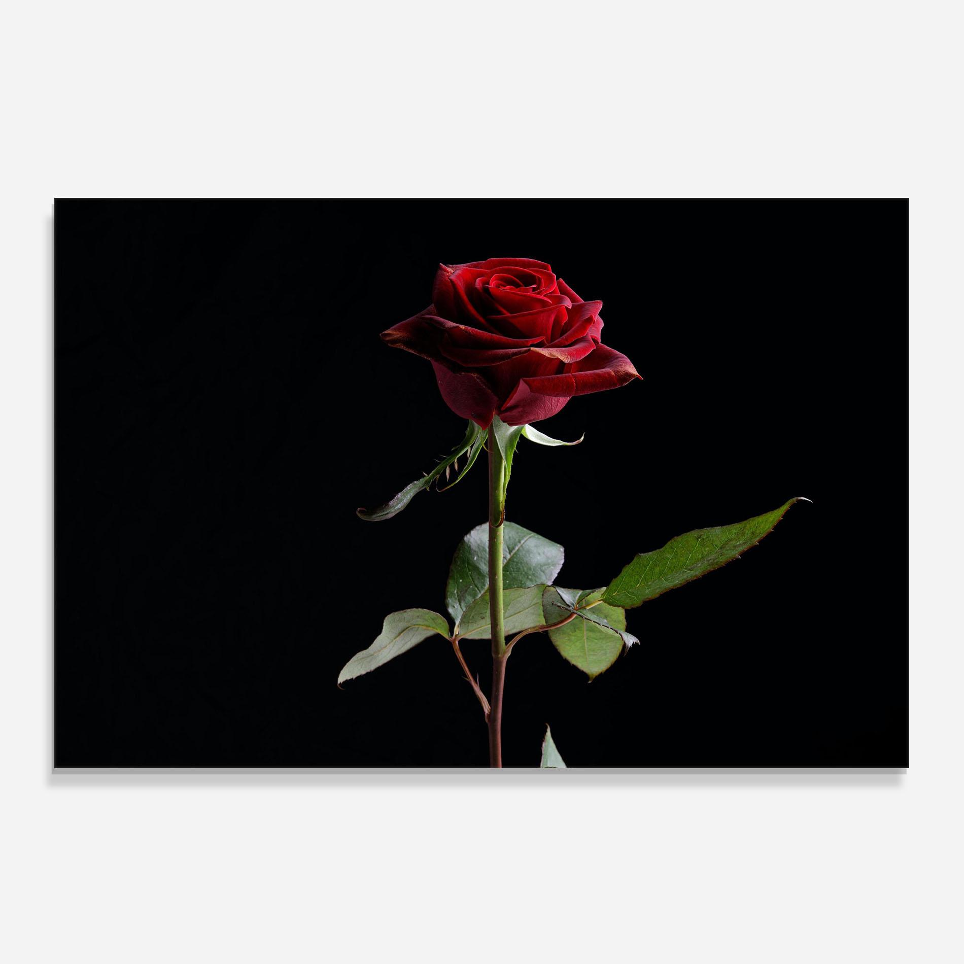 Panou Sticla Bucatarie Beautiful Red Rose mockup 0