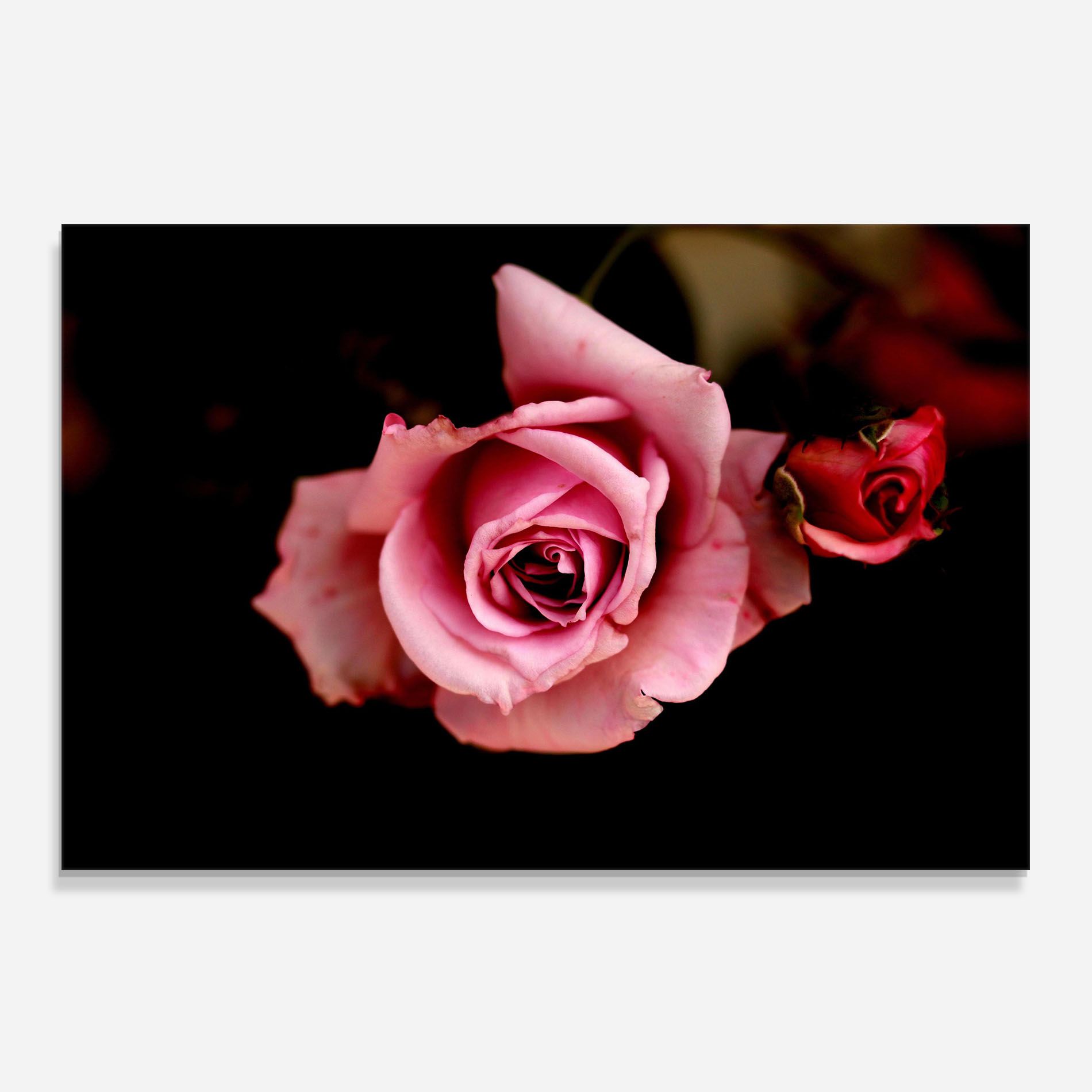 Opened Pink Rose mockup 0