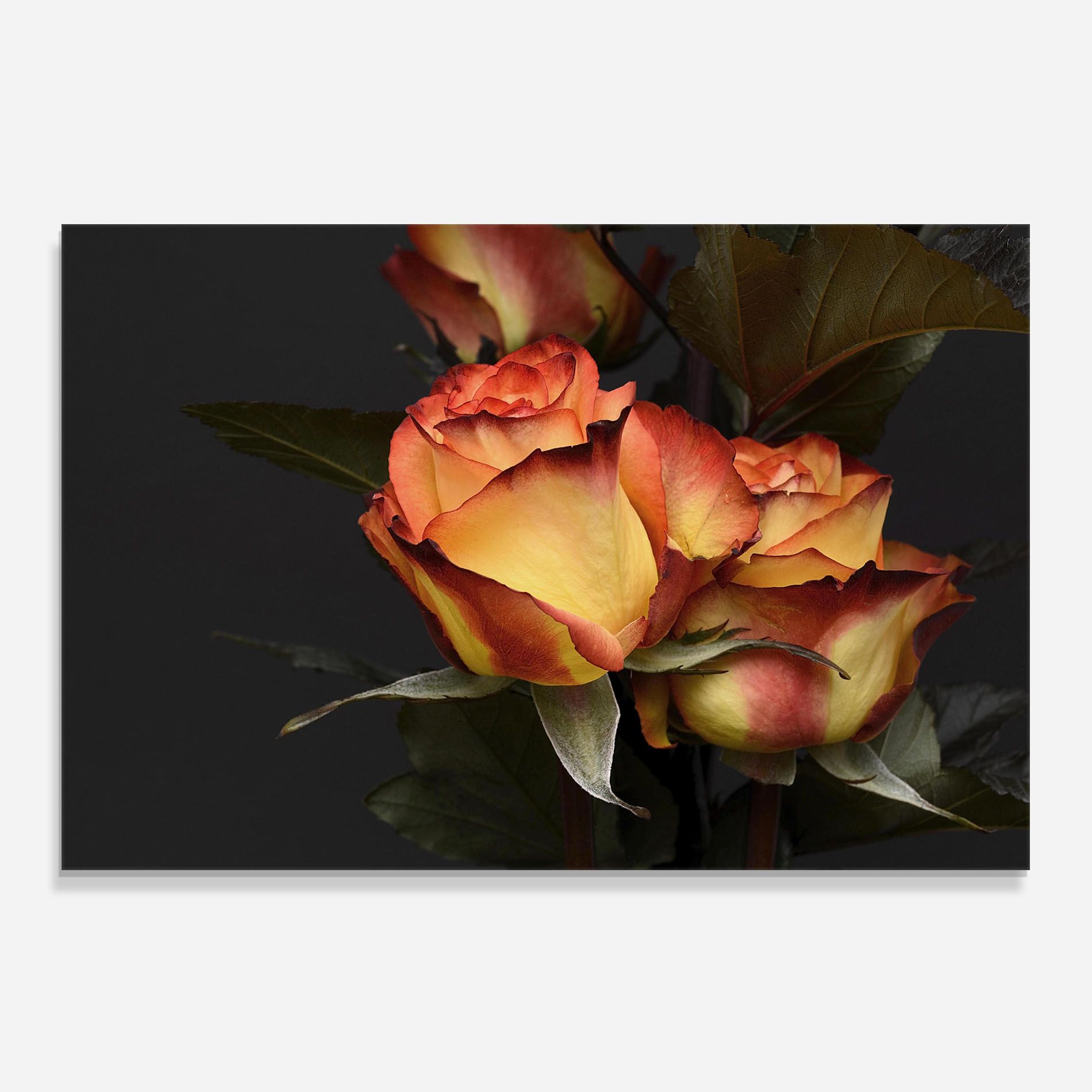 Orange Rose mockup 0