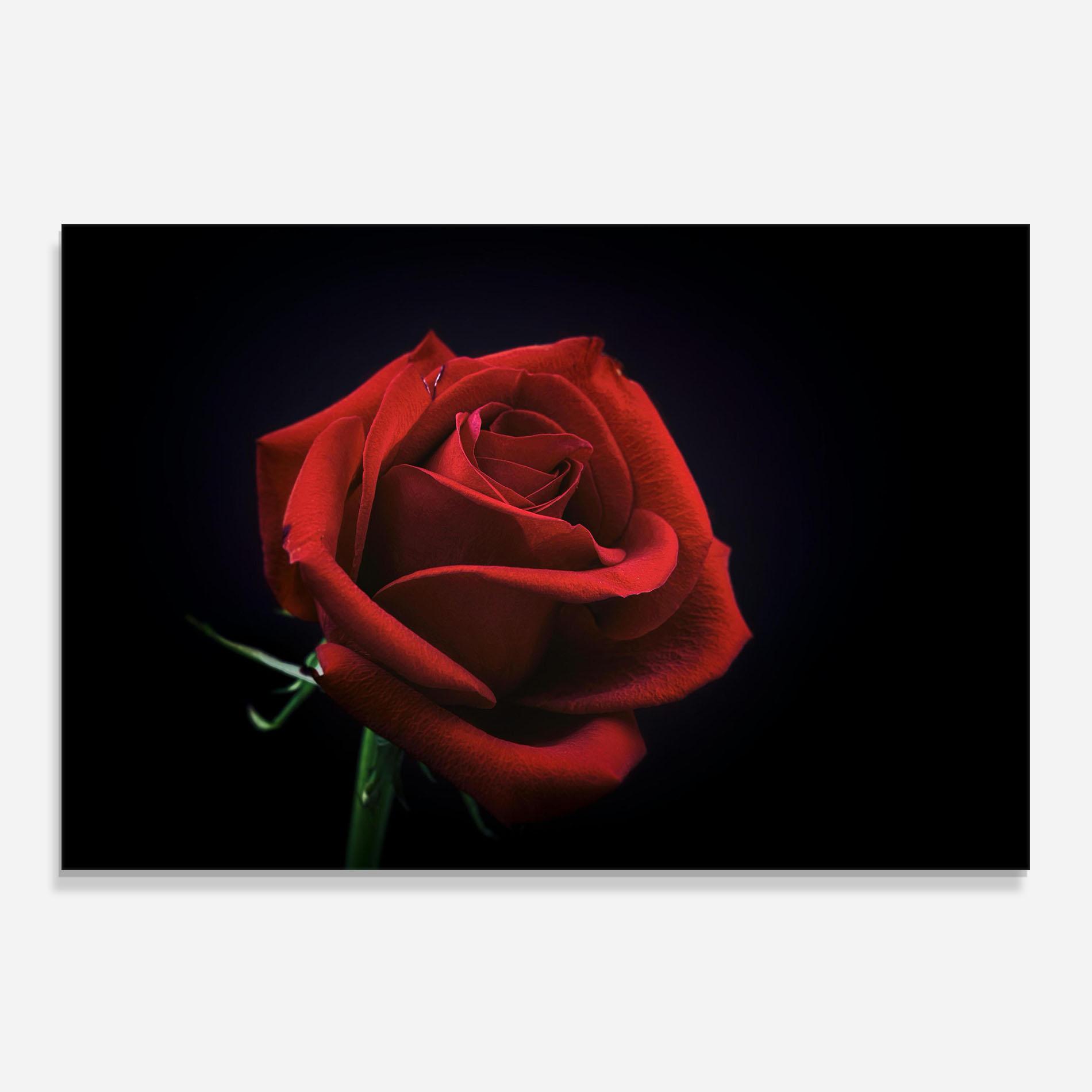 Panou Sticla Bucatarie Red Rose Close Up mockup 0