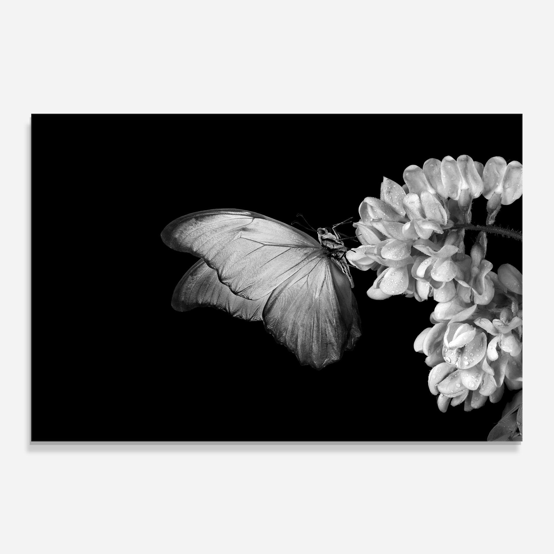Panou Sticla Bucatarie Grey Butterfly mockup 0
