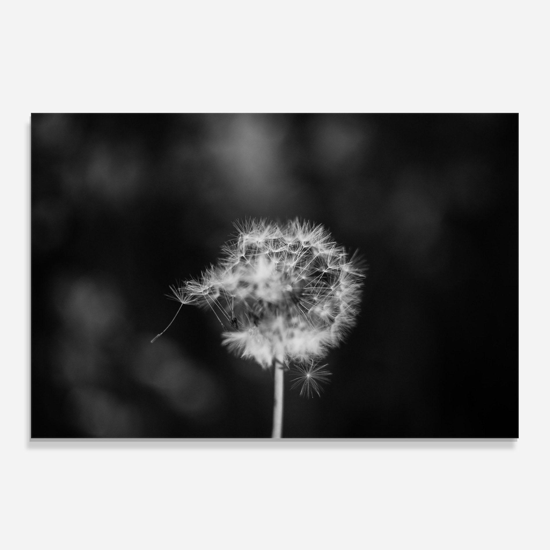Panou Sticla Bucatarie Grey Dandelion mockup 0