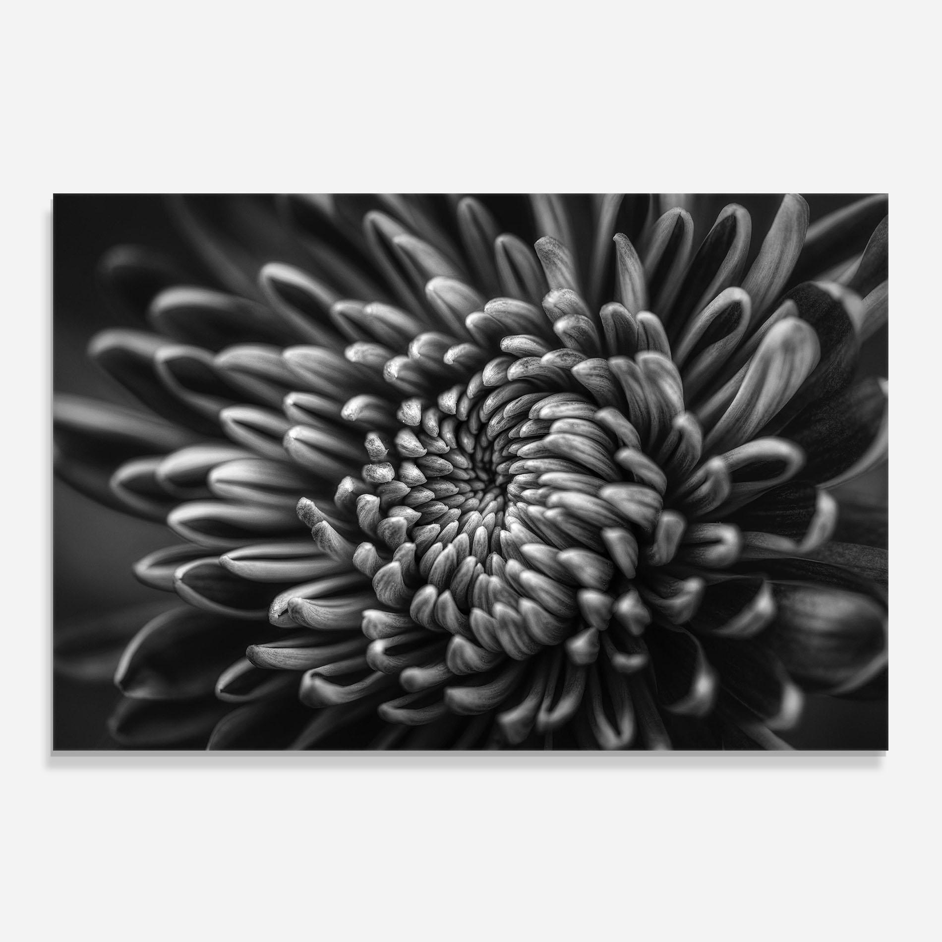 Panou Sticla Bucatarie Grey Flower mockup 0