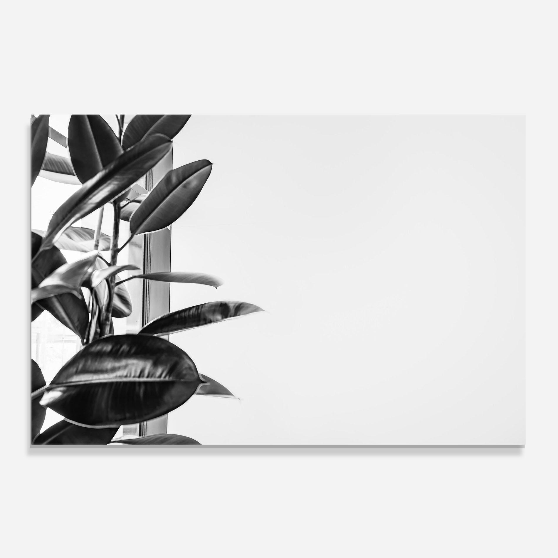 Panou Sticla Bucatarie Grey Plant mockup 0