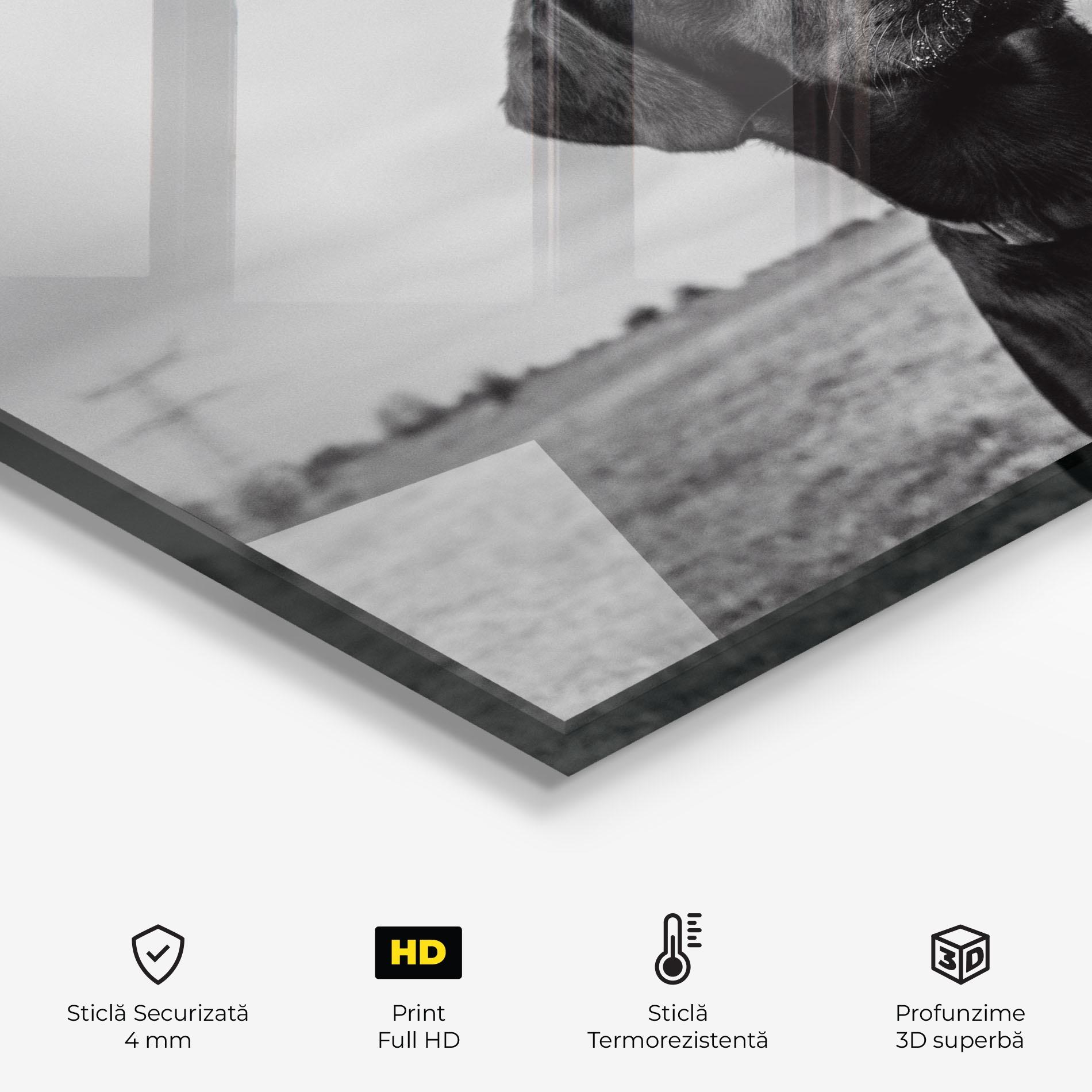 Panou Sticla Bucatarie Black Dog mockup 2