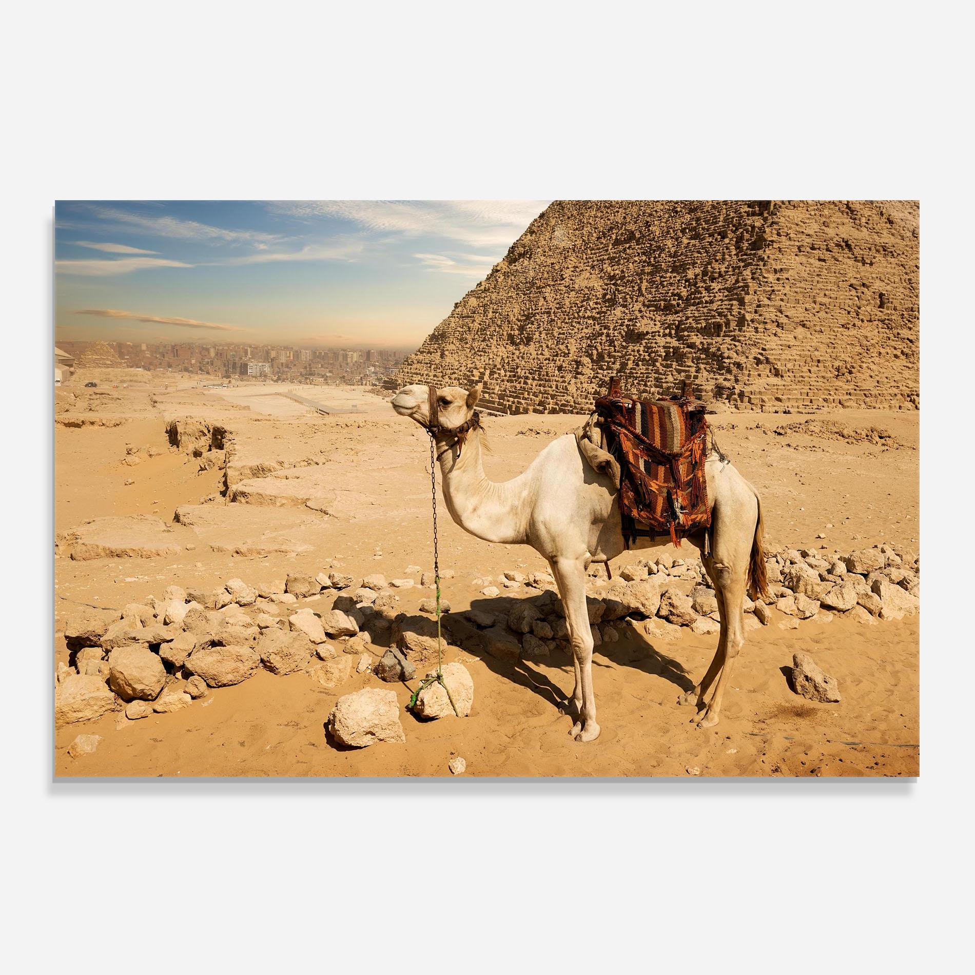 Panou Sticla Bucatarie Camel Near Ruins mockup 0