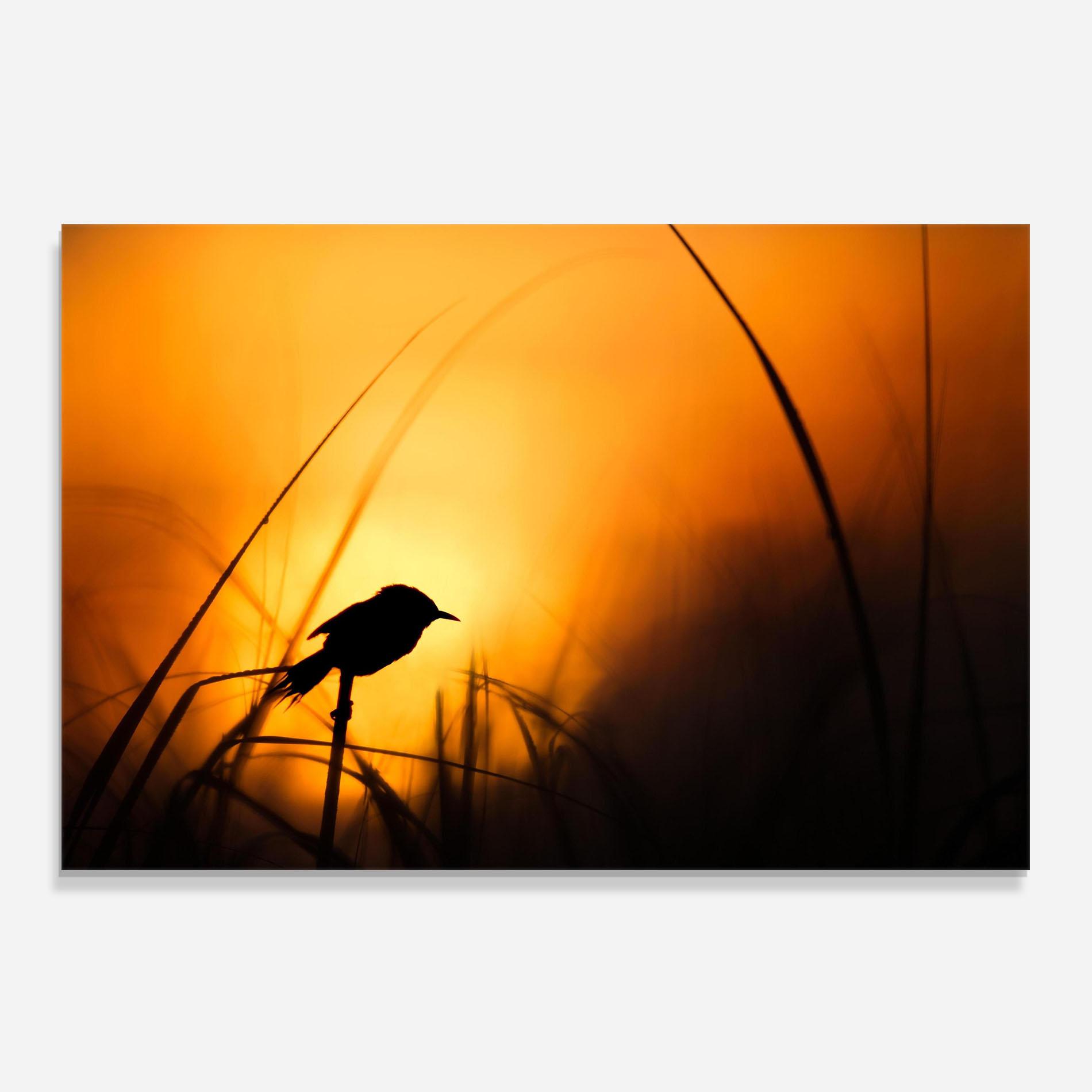Panou Sticla Bucatarie Small Bird Sunset mockup 0
